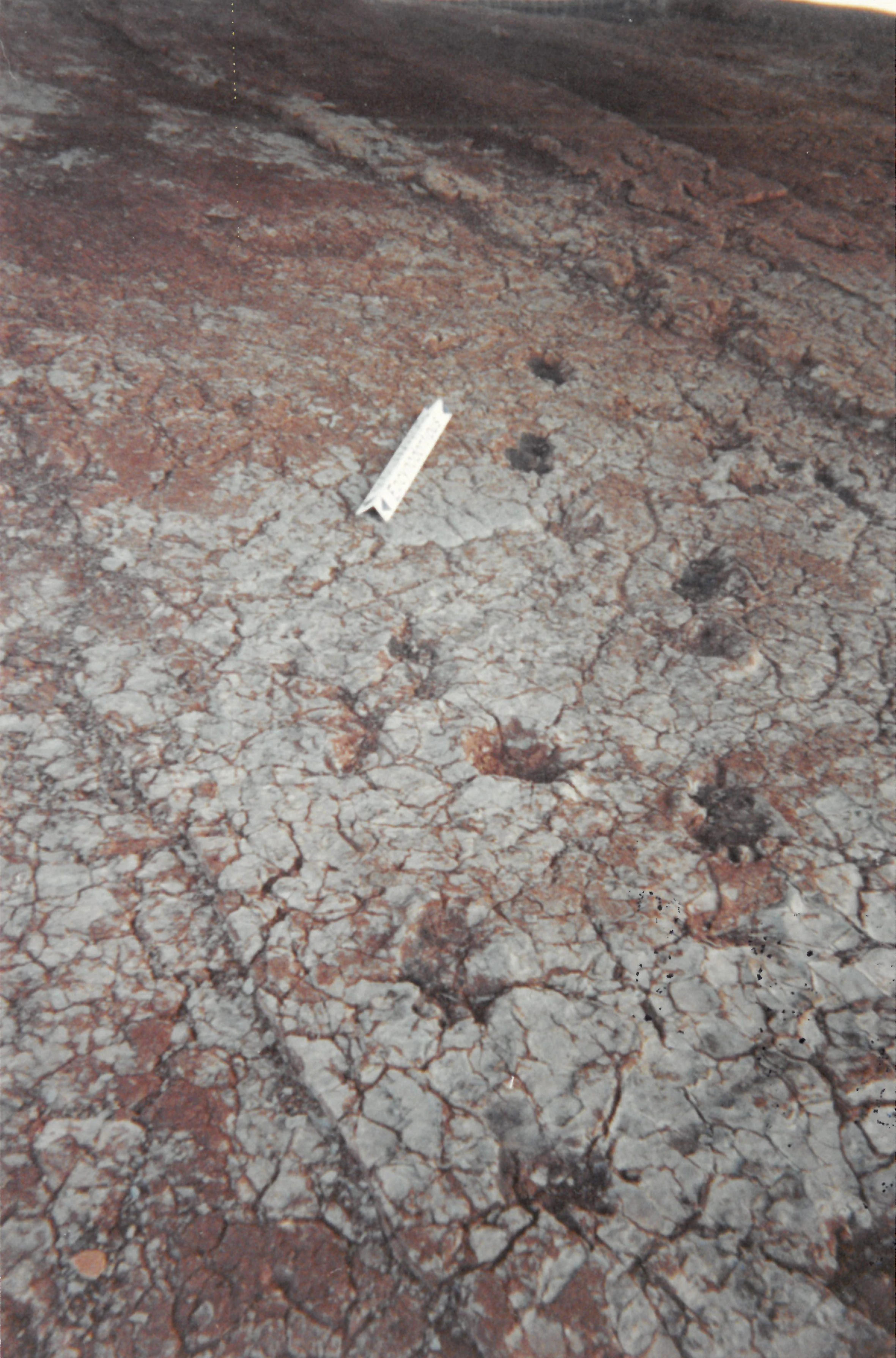 La Lieude Paleontological Site Slab