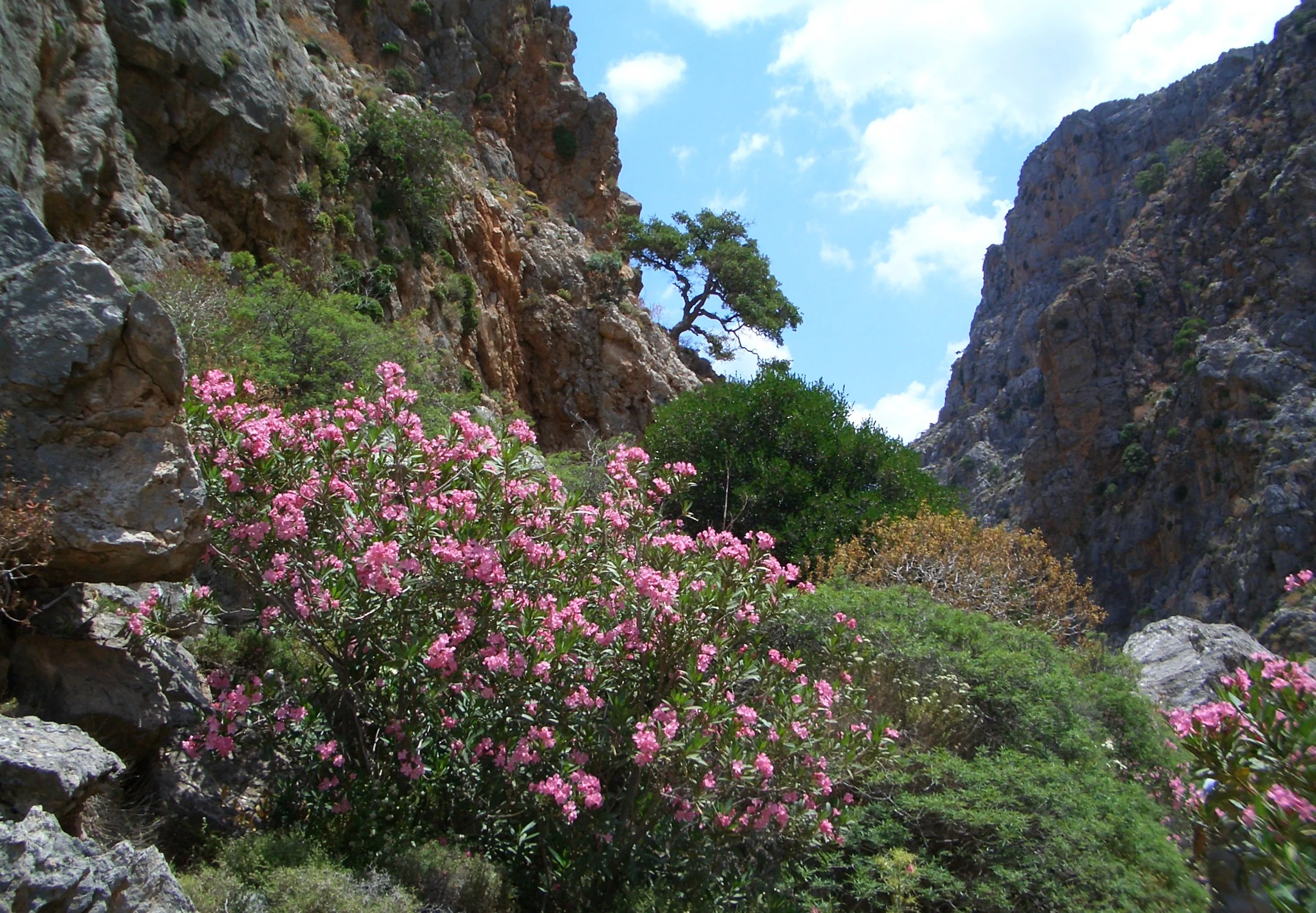 Pink oleander flowers bloom in the foreground against the backdrop of a narrow, steep rocky gorge.