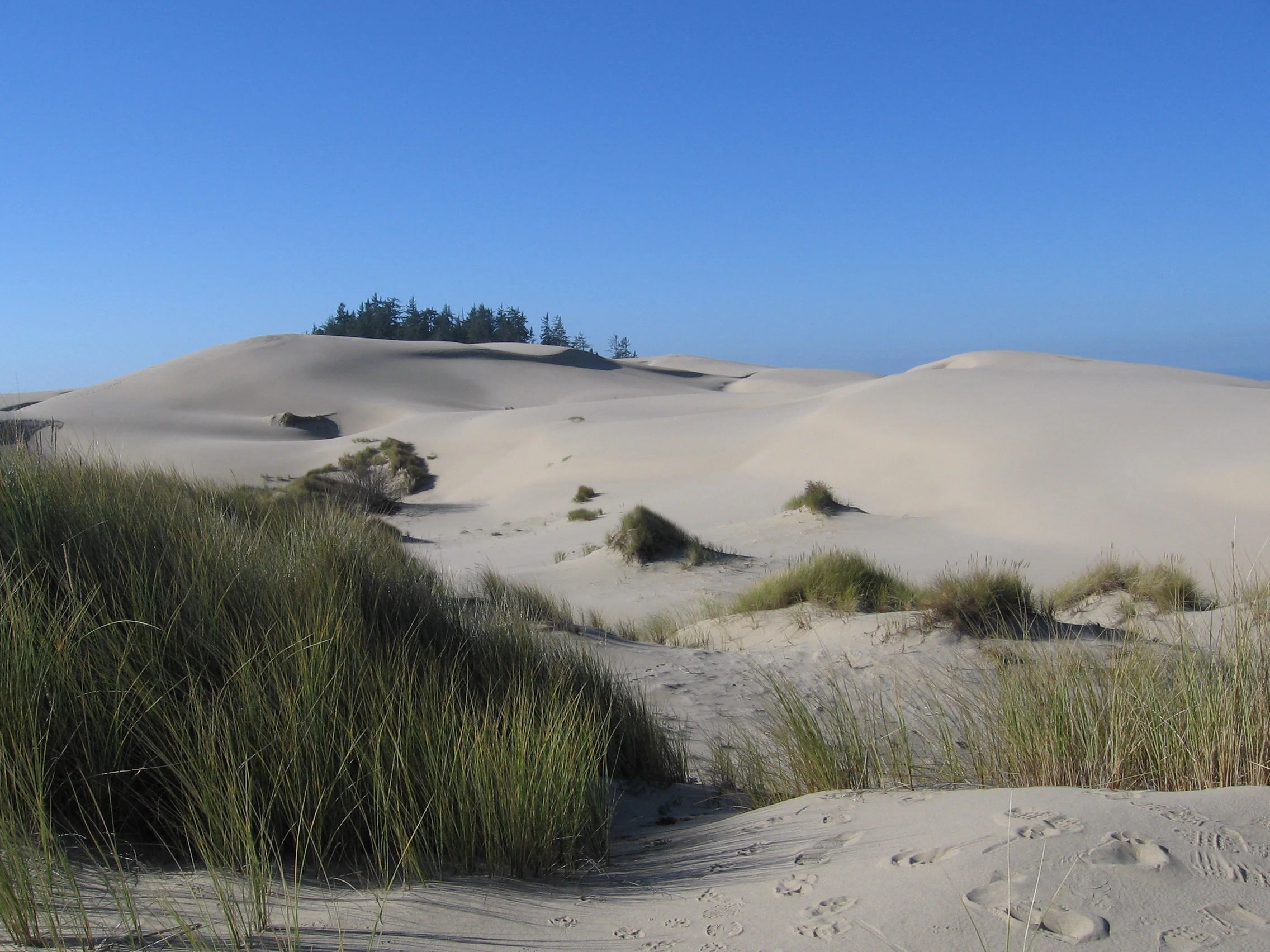 Wide shot of rolling light-colored sand dunes under a clear blue sky, with clumps of tall beach grass in the foreground and a small group of evergreen trees on a ridge in the midground.