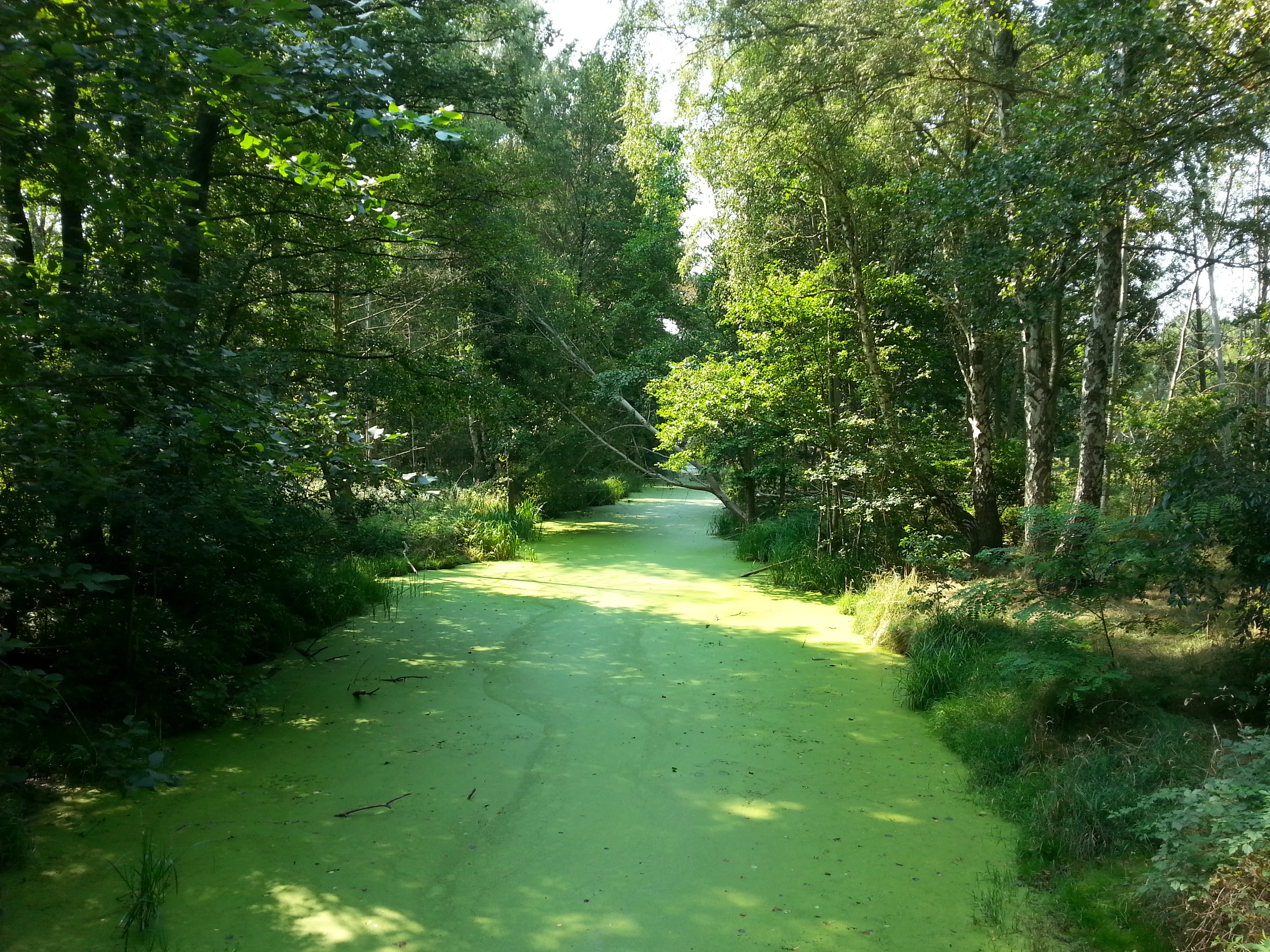 A narrow, tranquil canal covered in bright green duckweed or algae, flowing through a lush, dense forest.