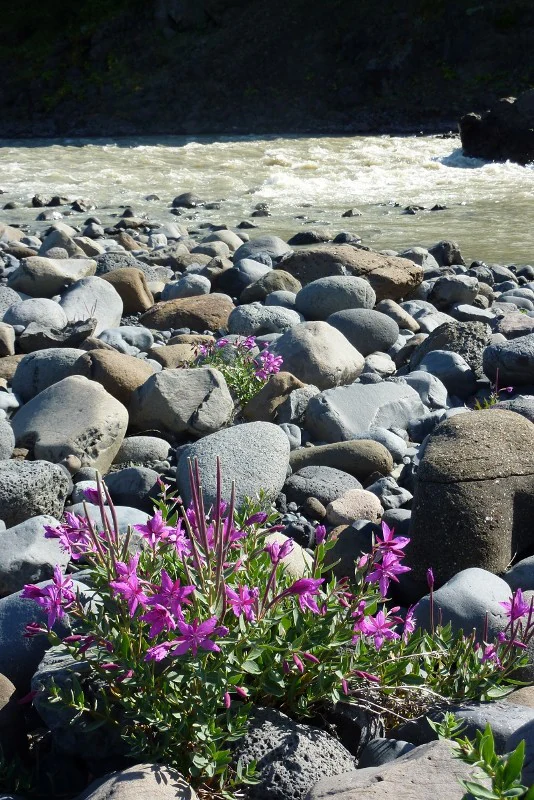 Purple fireweed flowers among rocks along a glacial river