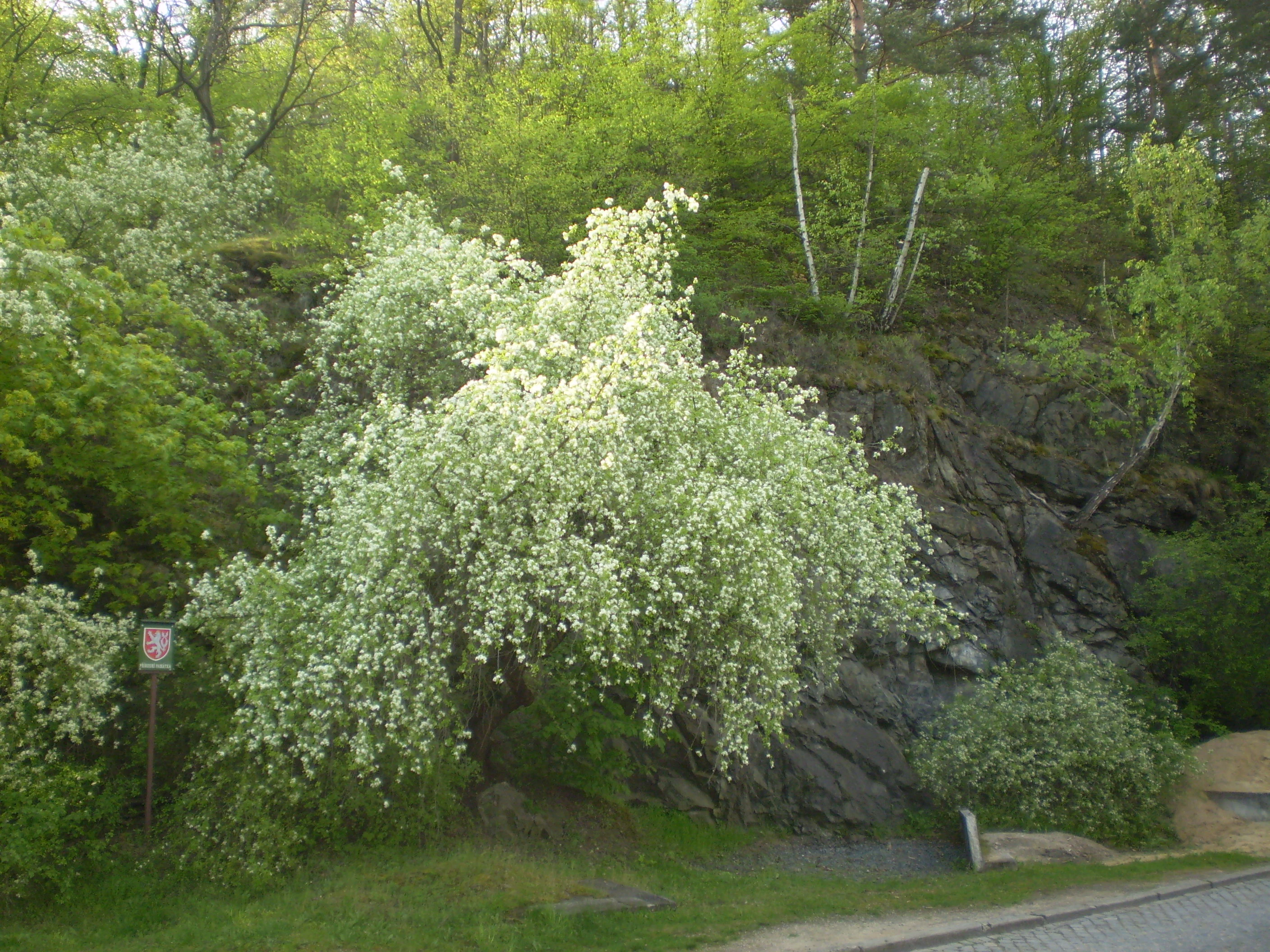 Un gran árbol florecido con flores blancas crece en una ladera rocosa en Skalky u Přehrady, con un pequeño cartel visible a la izquierda.