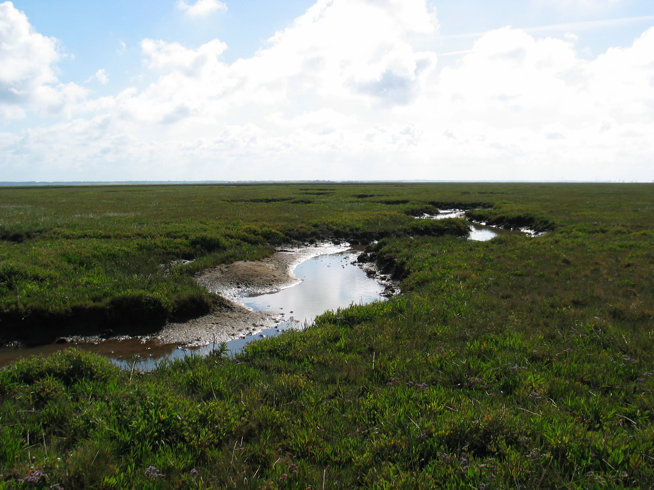 A wide, low-angle view of a salt marsh with a winding tidal creek carving through green vegetation under a cloudy sky.