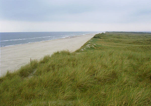 An elevated, wide view of a long, sandy beach bordering the Wadden Sea, with tall, green dune grasses in the foreground.