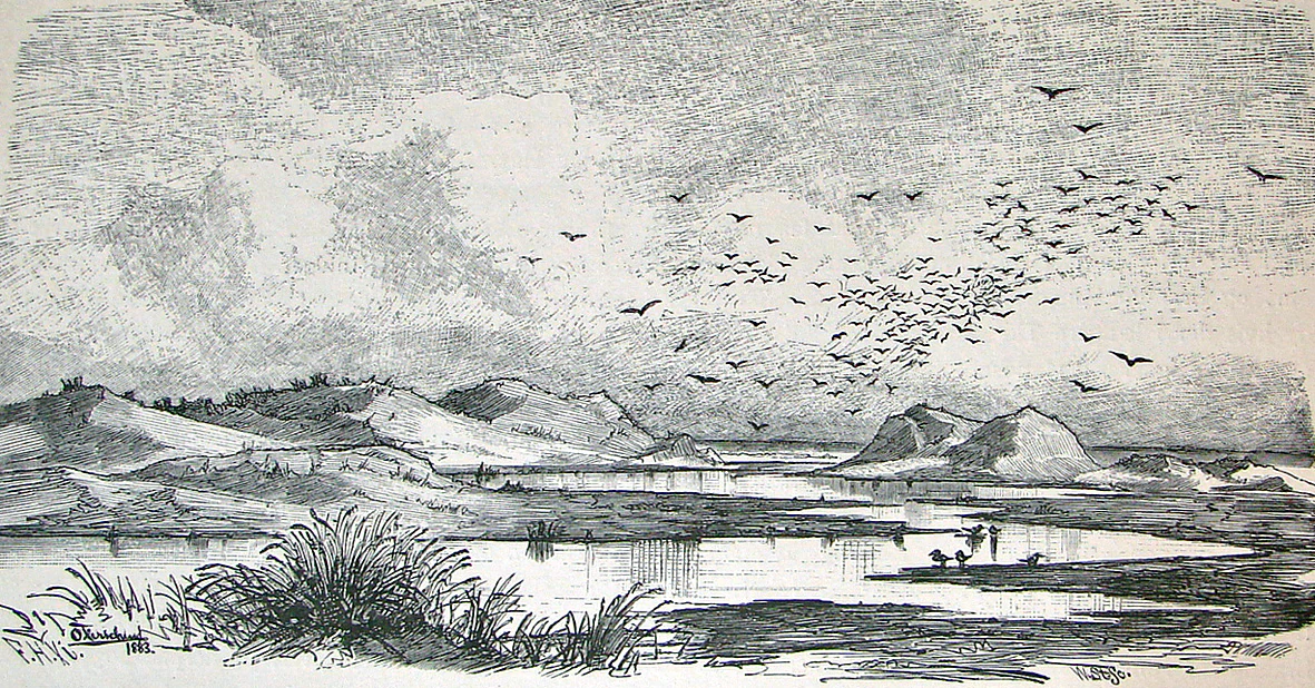 A black and white sketch showing the sand dunes and marshy landscape of Skallingen, with a large flock of birds flying over the water.