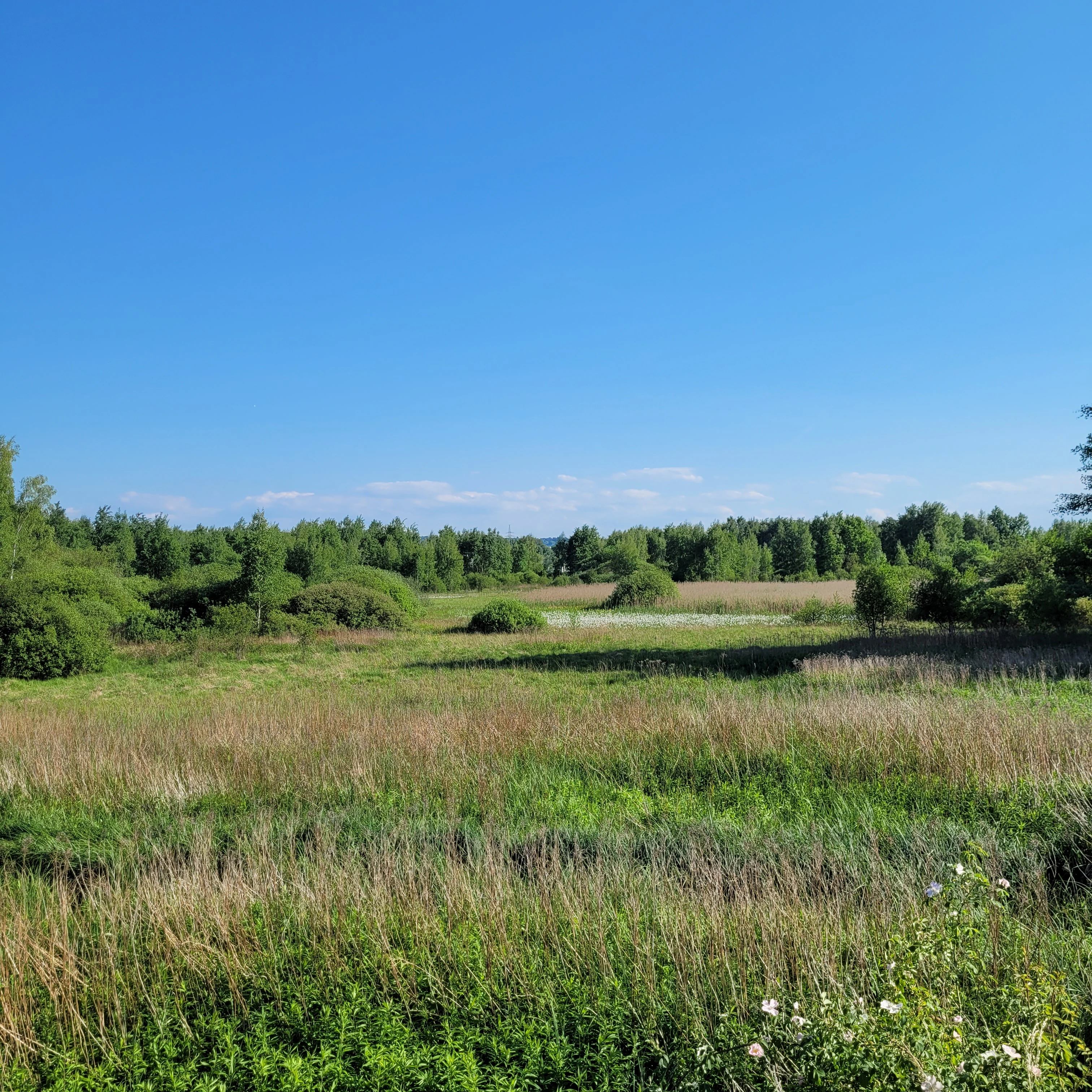 A wide, eye-level landscape view of a green meadow field under a clear blue sky, with a line of trees and shrubs in the distance.