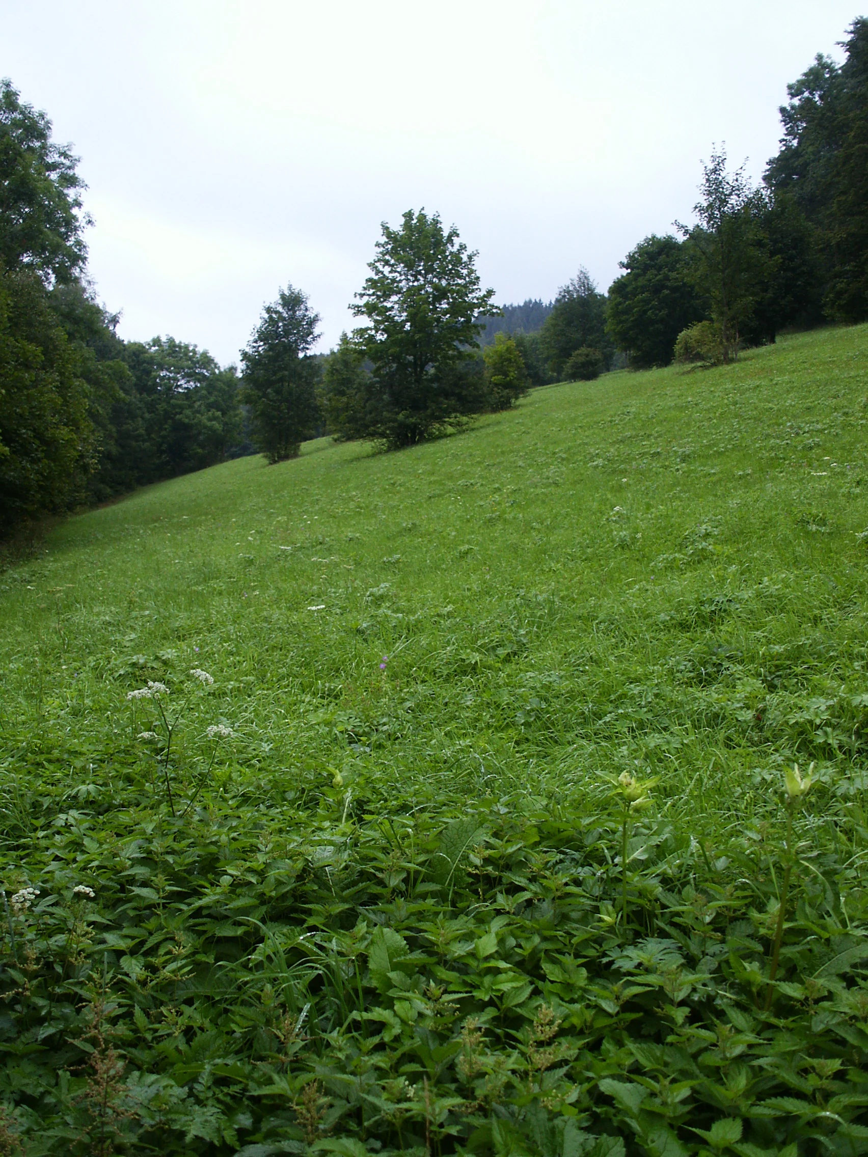A wide, grassy meadow sloping upward under a cloudy sky, framed by forest edges on both sides.
