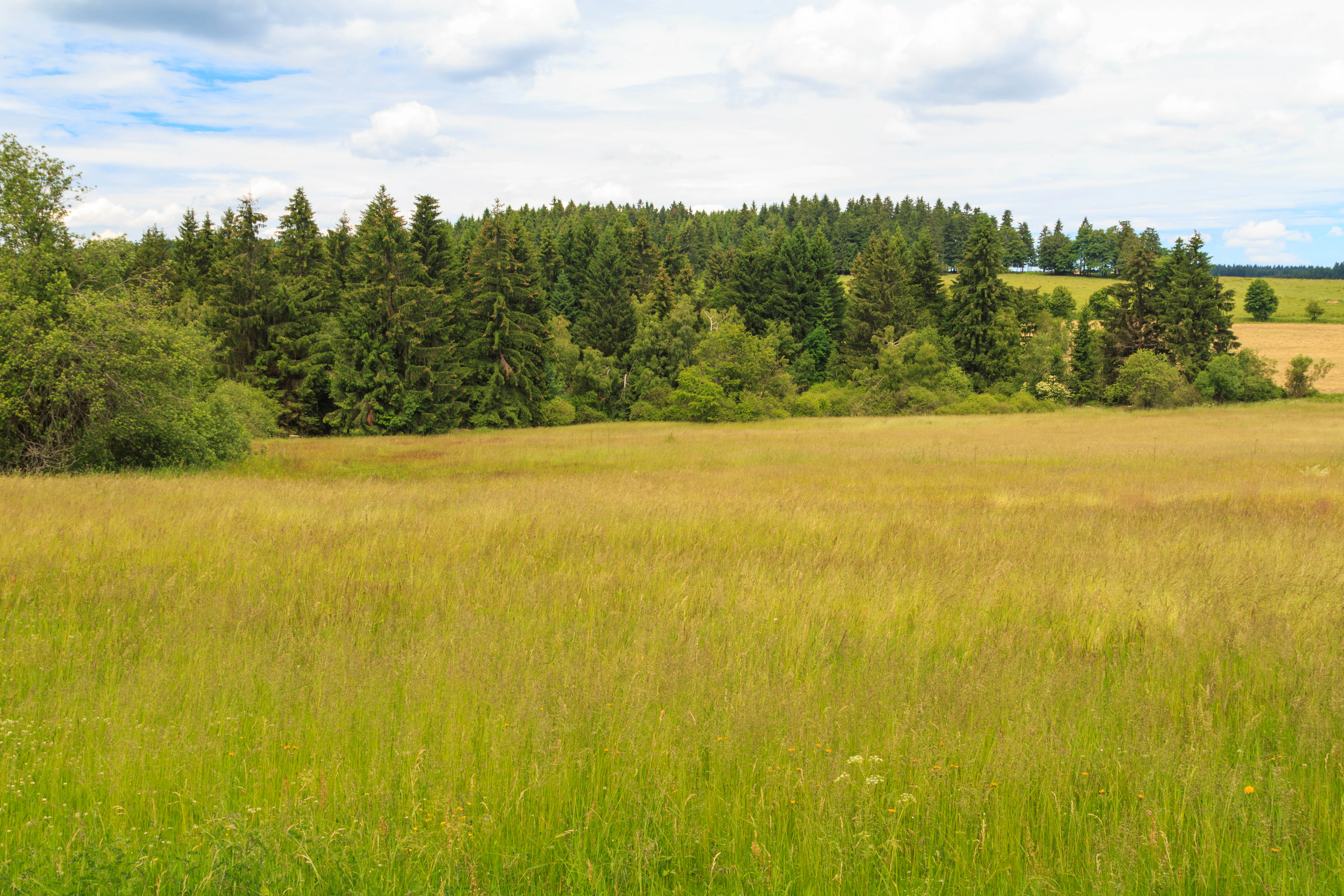 A wide shot of a grassy meadow in the foreground leading to a dense line of coniferous trees under a cloudy sky.