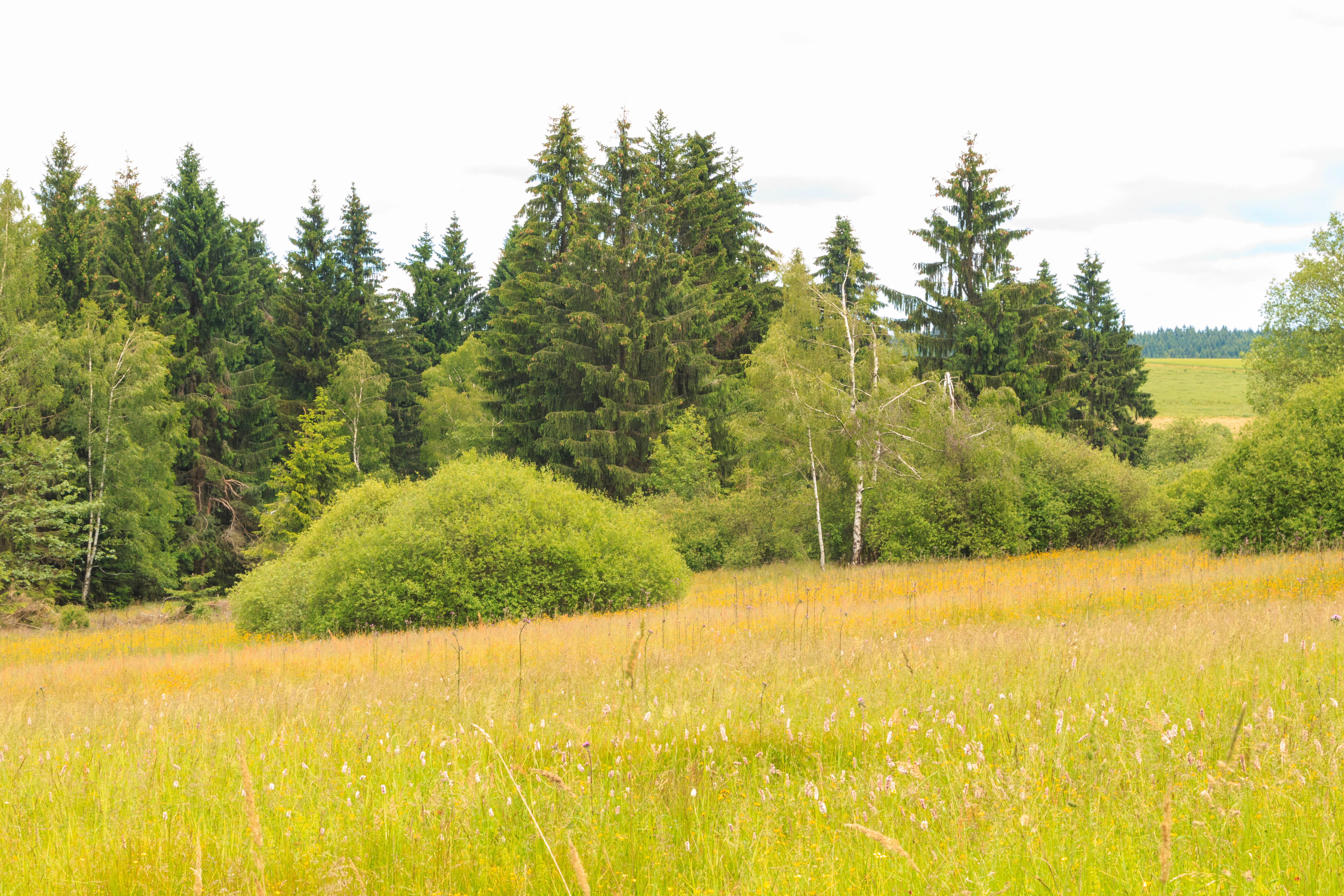 A meadow with yellowing grasses and a large rounded shrub in the foreground, backed by a mix of coniferous and deciduous trees under an overcast sky.