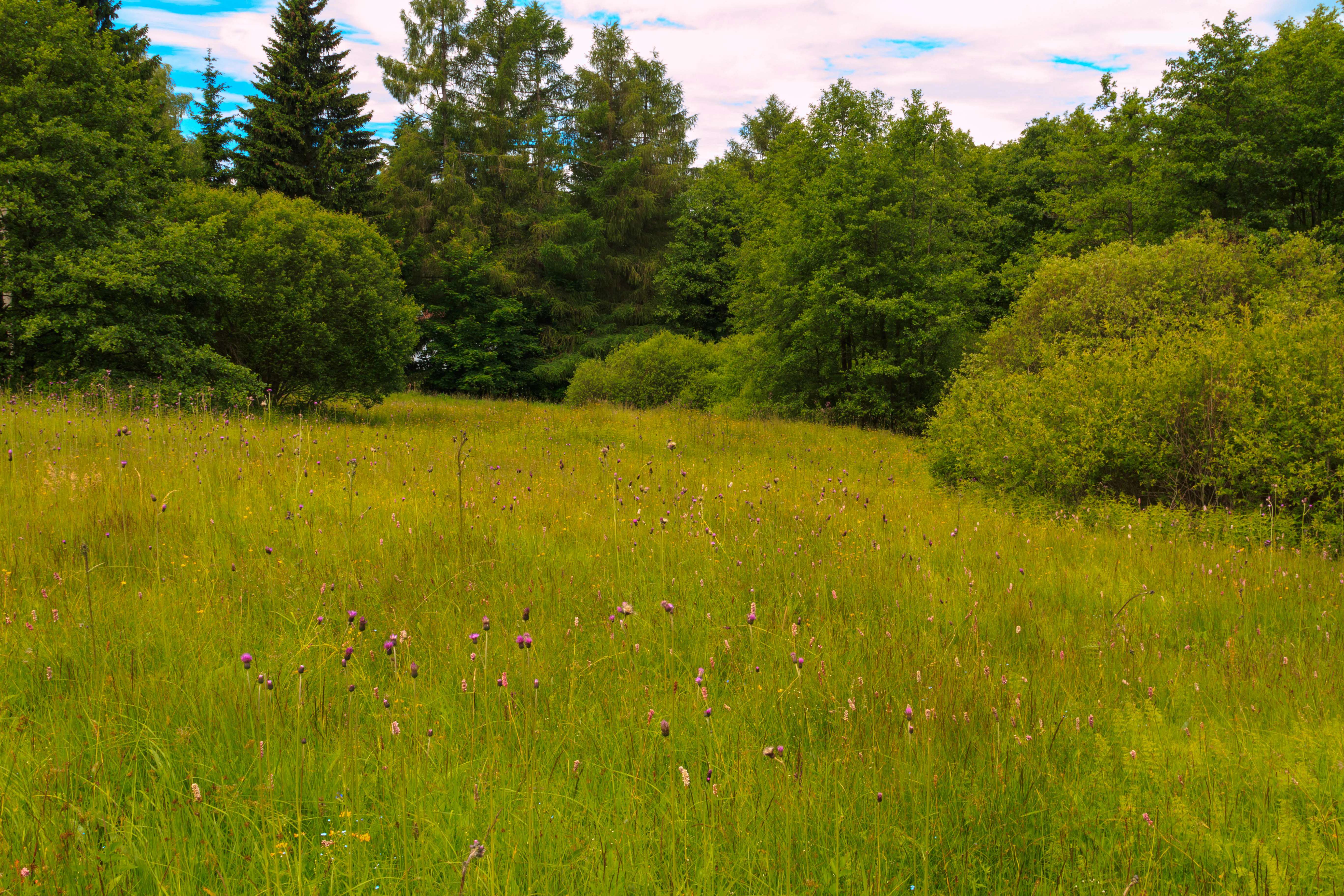 A wide view of a grassy meadow bordered by a line of mature coniferous and deciduous trees under a cloudy sky.
