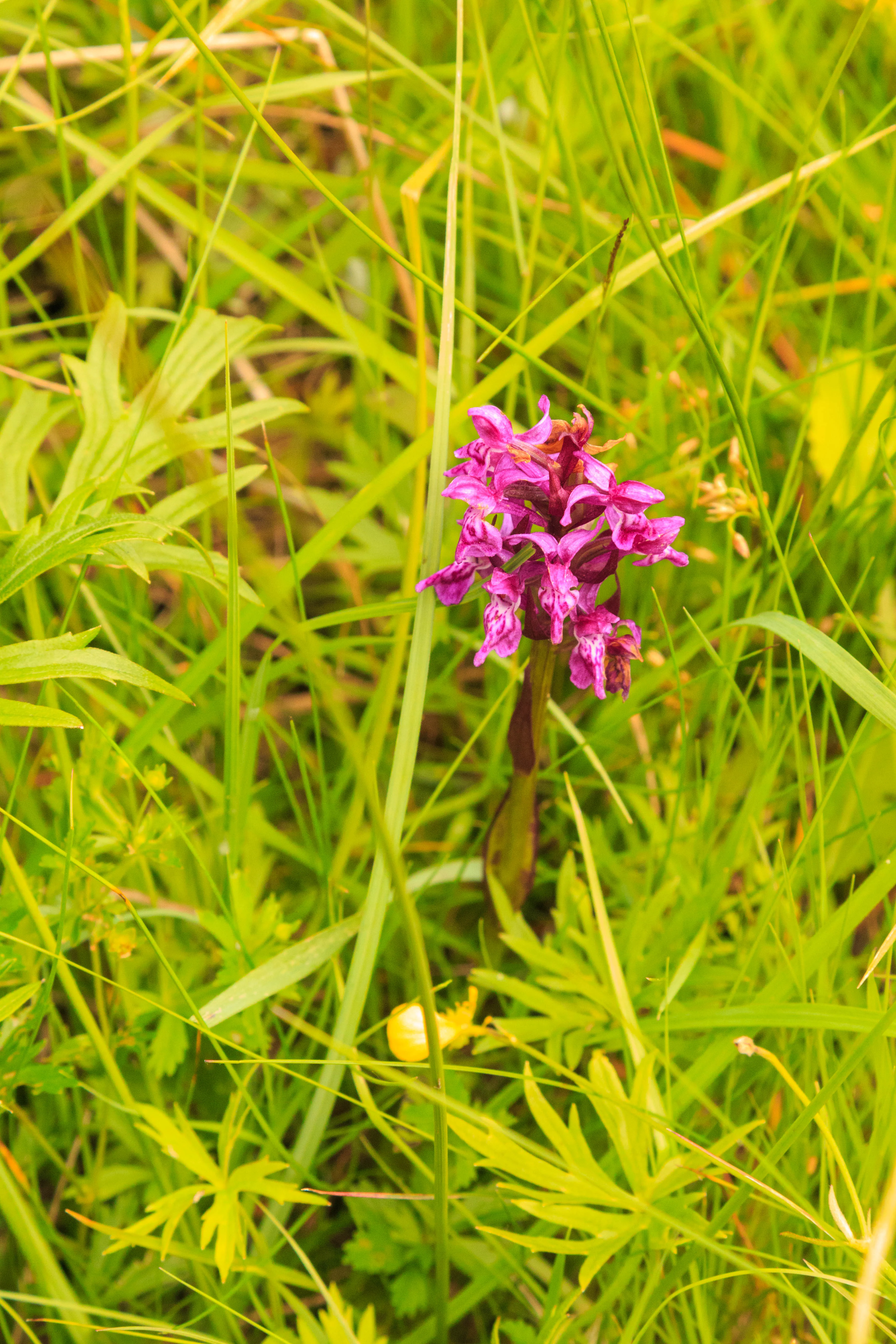 A close up view of a purple orchid flower surrounded by tall, vibrant green meadow grass.