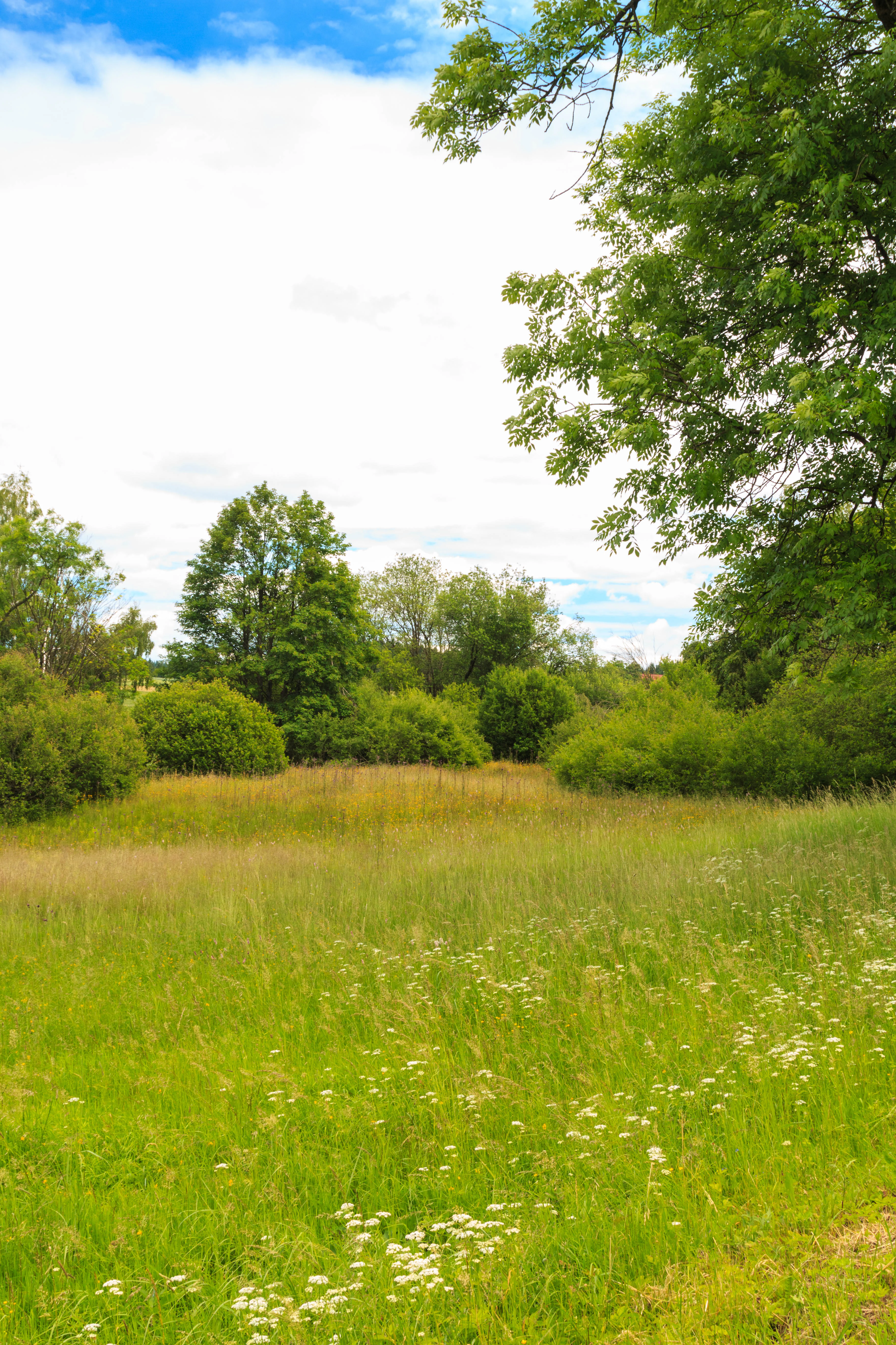 A green meadow with scattered white wildflowers in the foreground, bordered by trees and shrubs under a cloudy sky.