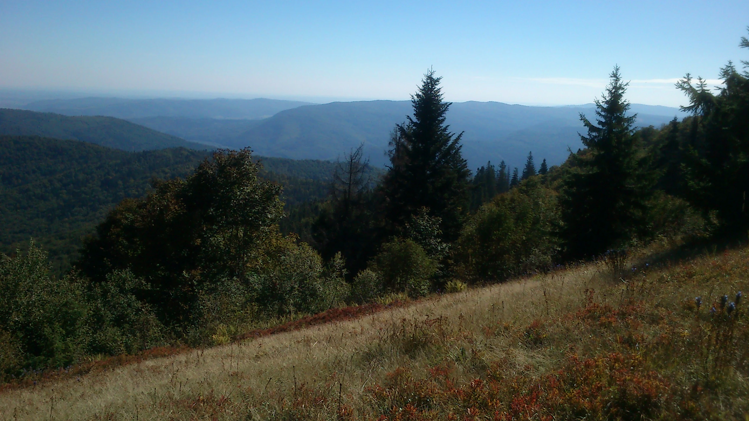 Grassy hillside with scattered trees and distant mountain ranges under a clear blue sky