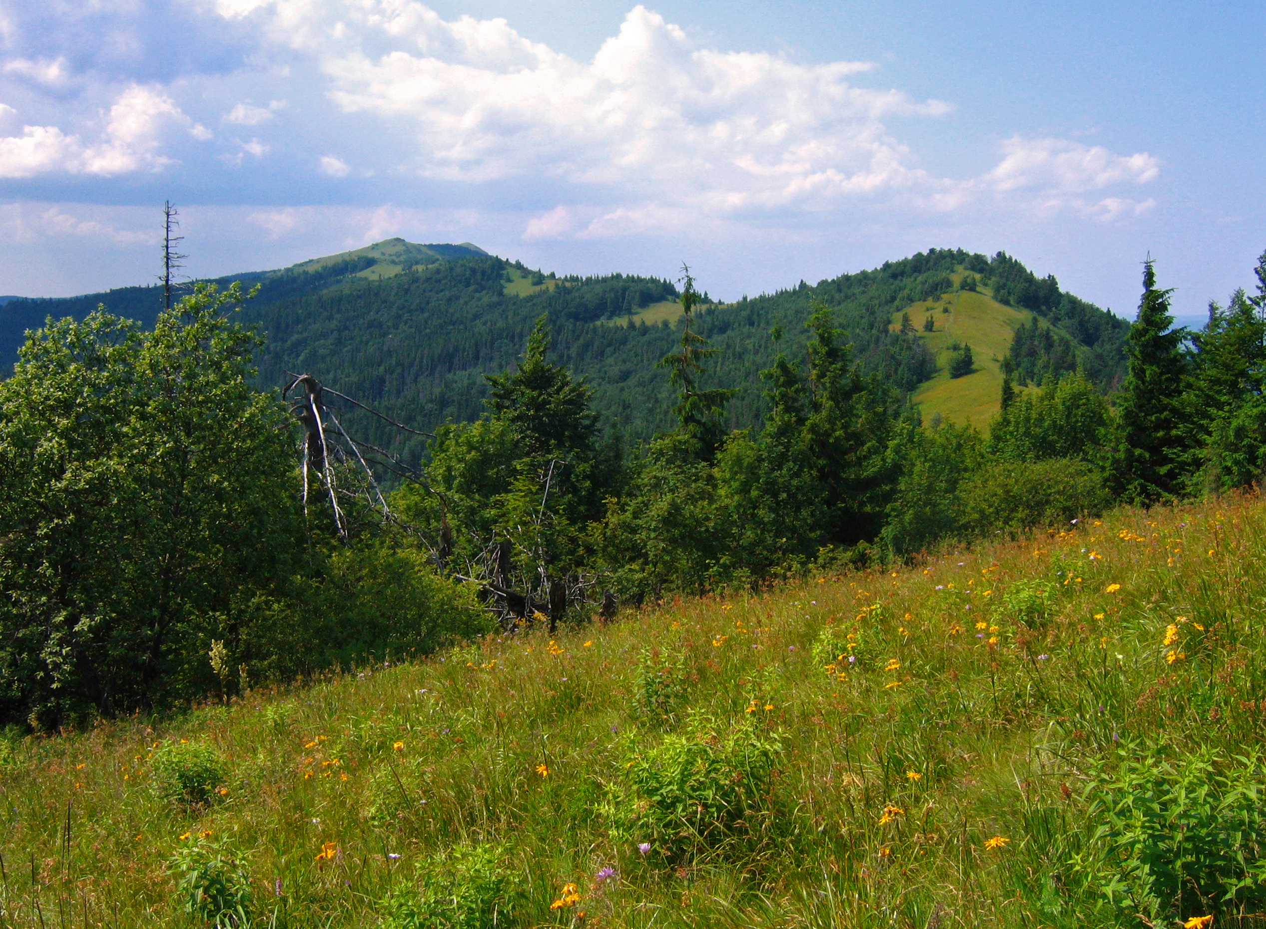 Lush meadow with wildflowers and tall grasses, forested hills in background, blue sky with white clouds