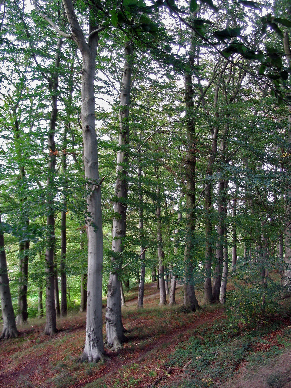 Tall beech trees with green foliage and a forest floor covered in fallen leaves and small plants