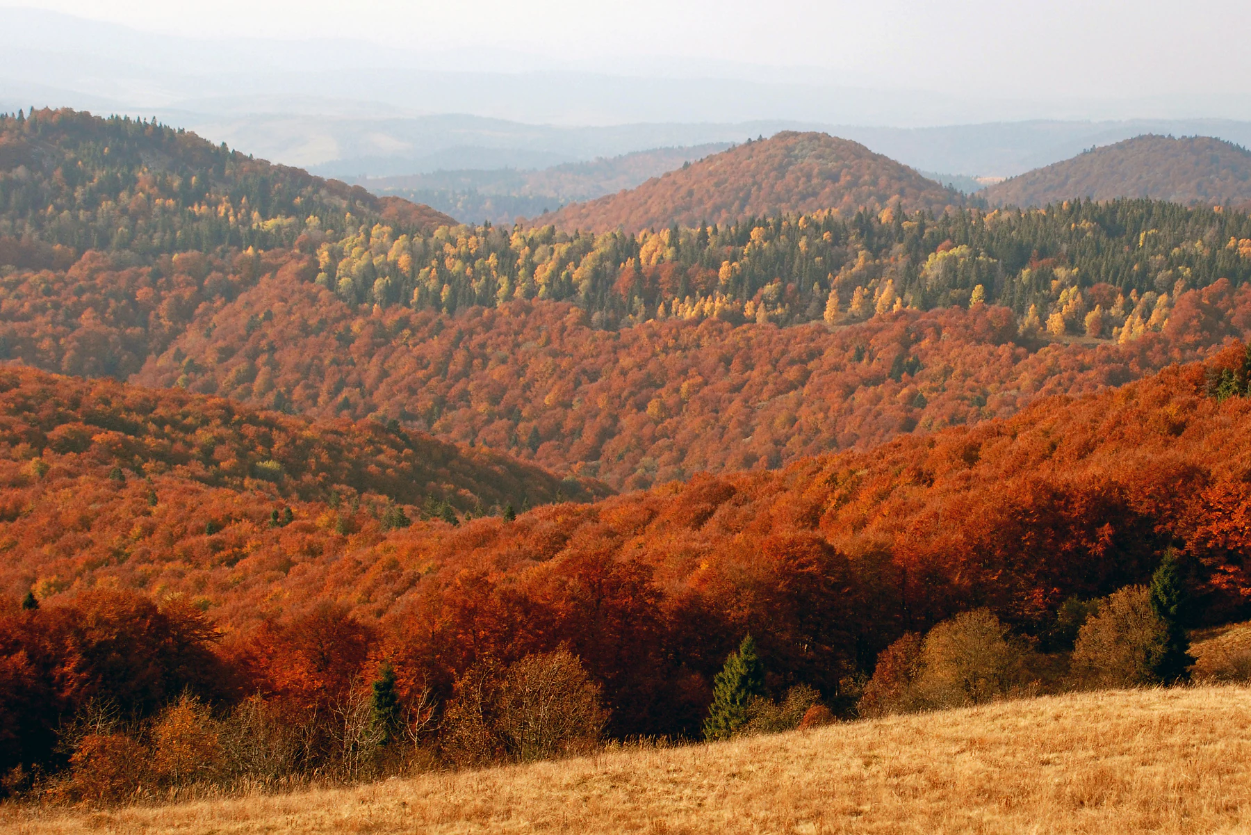 Rolling hills covered in autumn-colored forests with a grassy field in the foreground