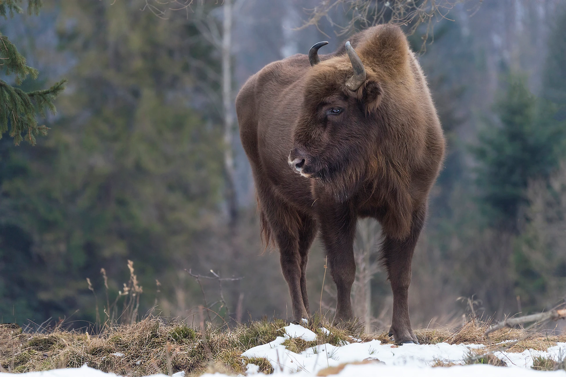 European bison standing on a grassy area with patches of snow, surrounded by trees