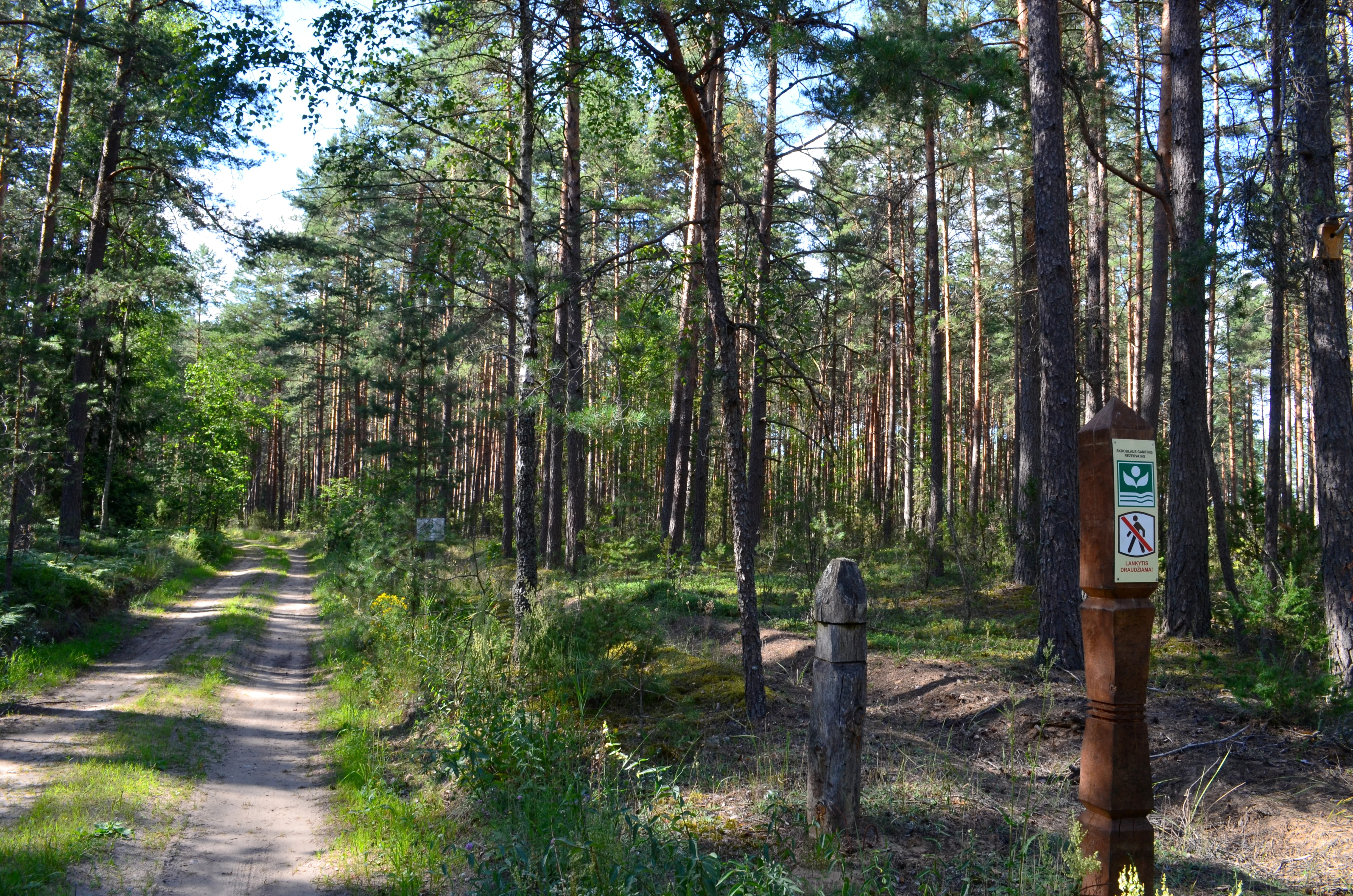 A dirt path leads into a dense pine forest, with a tall, carved wooden post bearing a park sign visible in the right foreground.