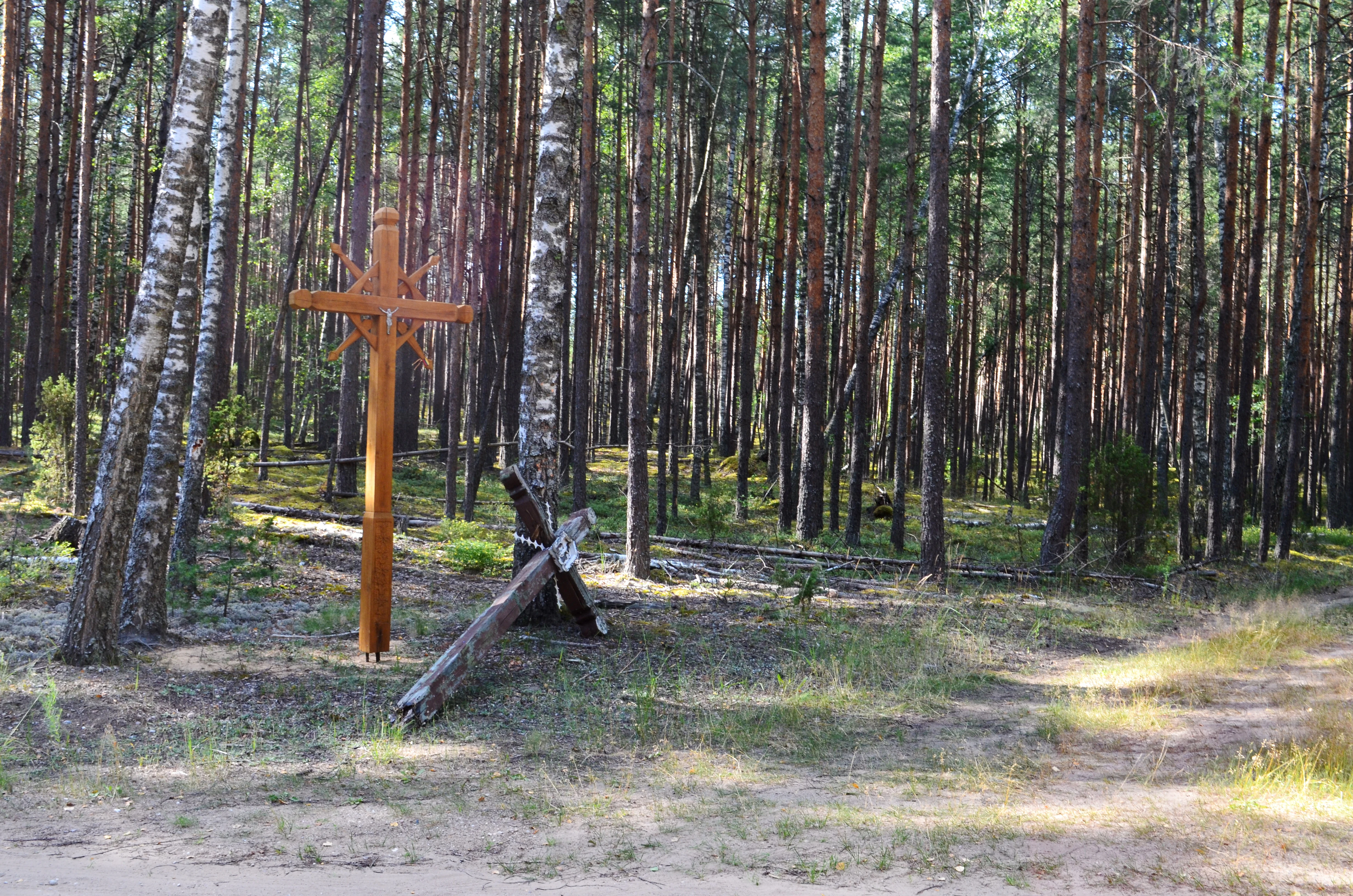 A tall, newly carved wooden cross stands upright in a pine forest, next to an older, leaning, and weathered wooden cross near a dirt trail.