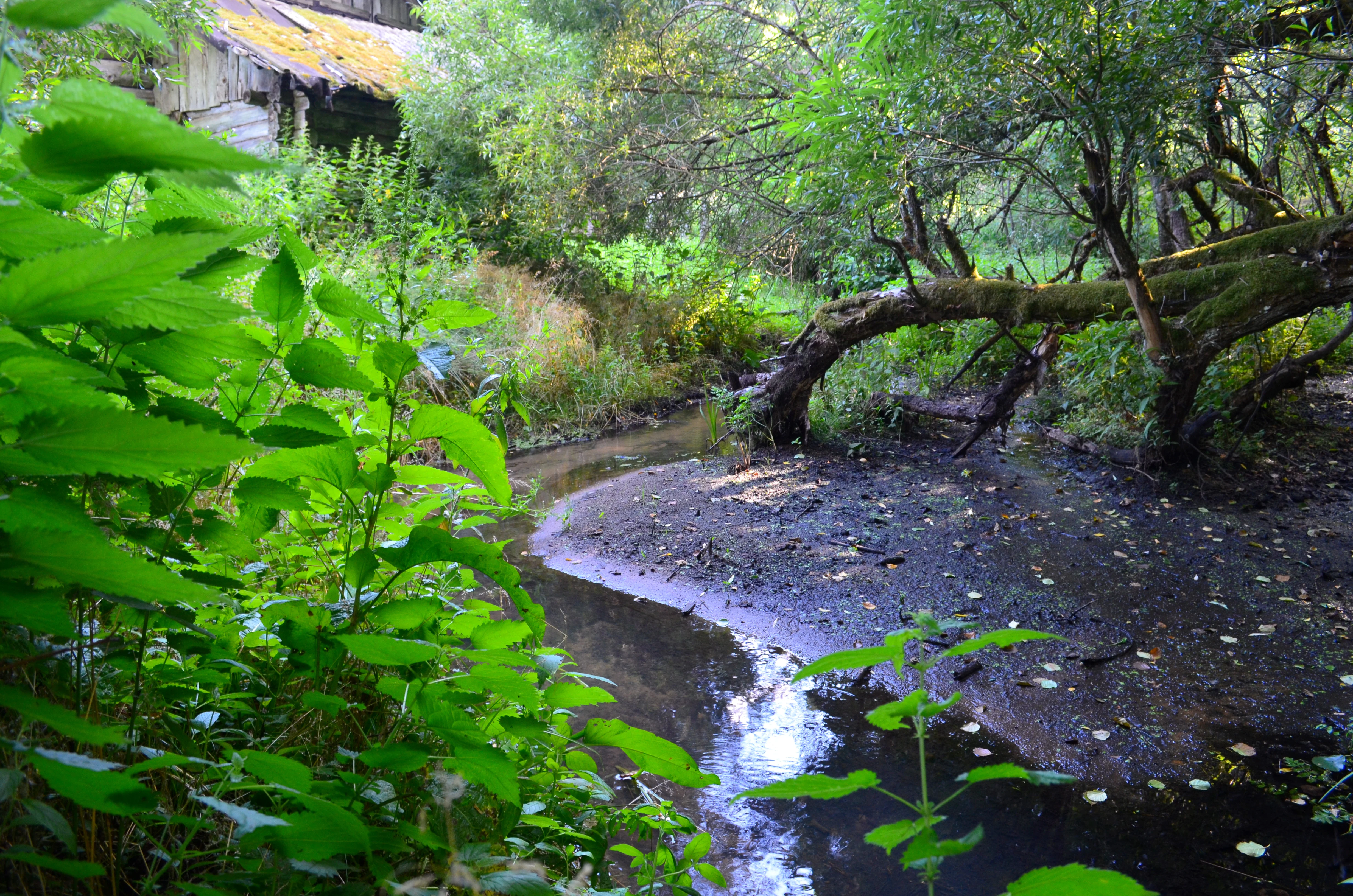 A small, winding forest stream or spring flows through a shaded, lush green woodland area with a fallen tree arching over the water.