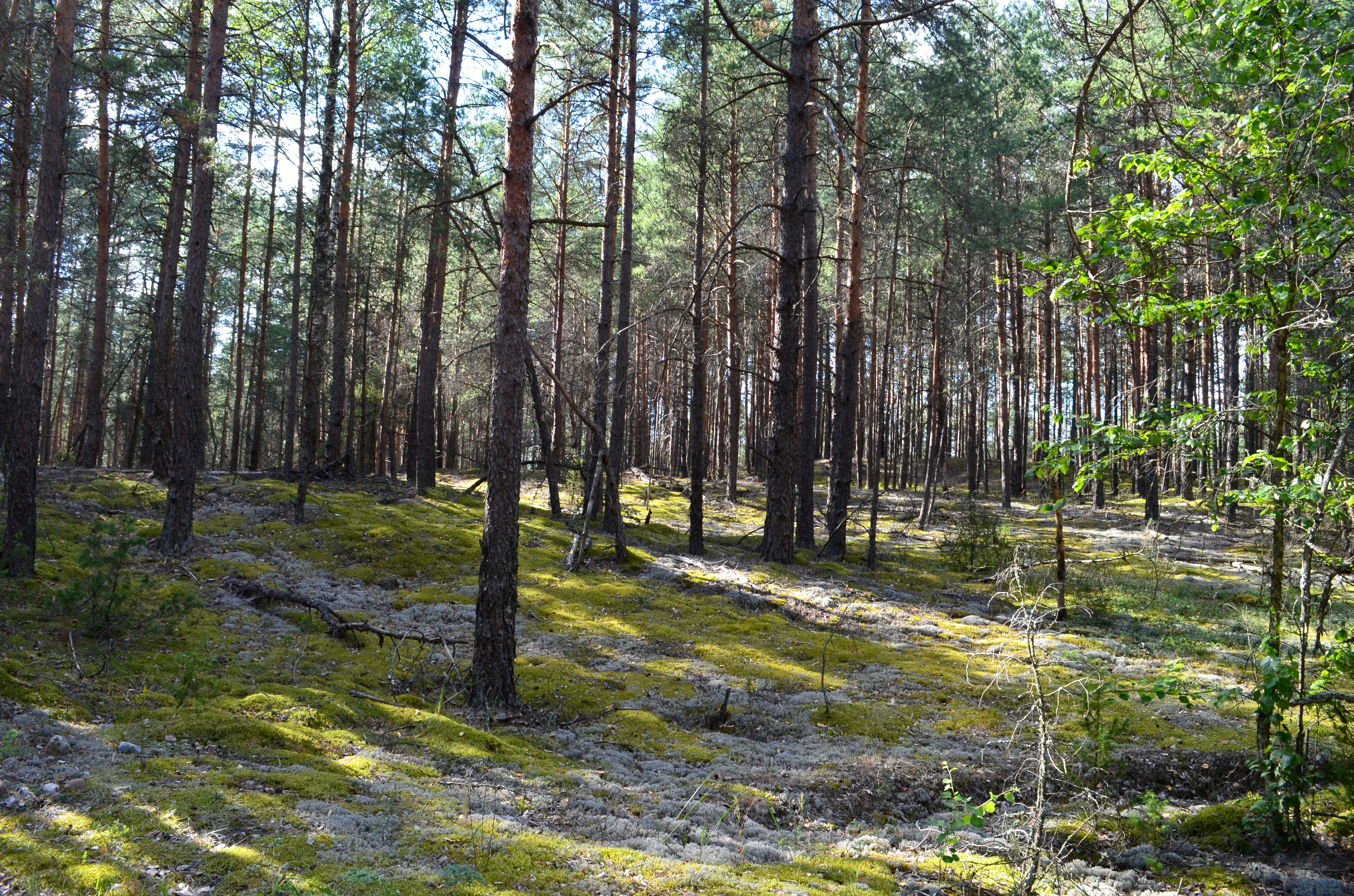 A pine forest in Lithuania with thin tree trunks and a ground cover of green moss and light-colored lichen.