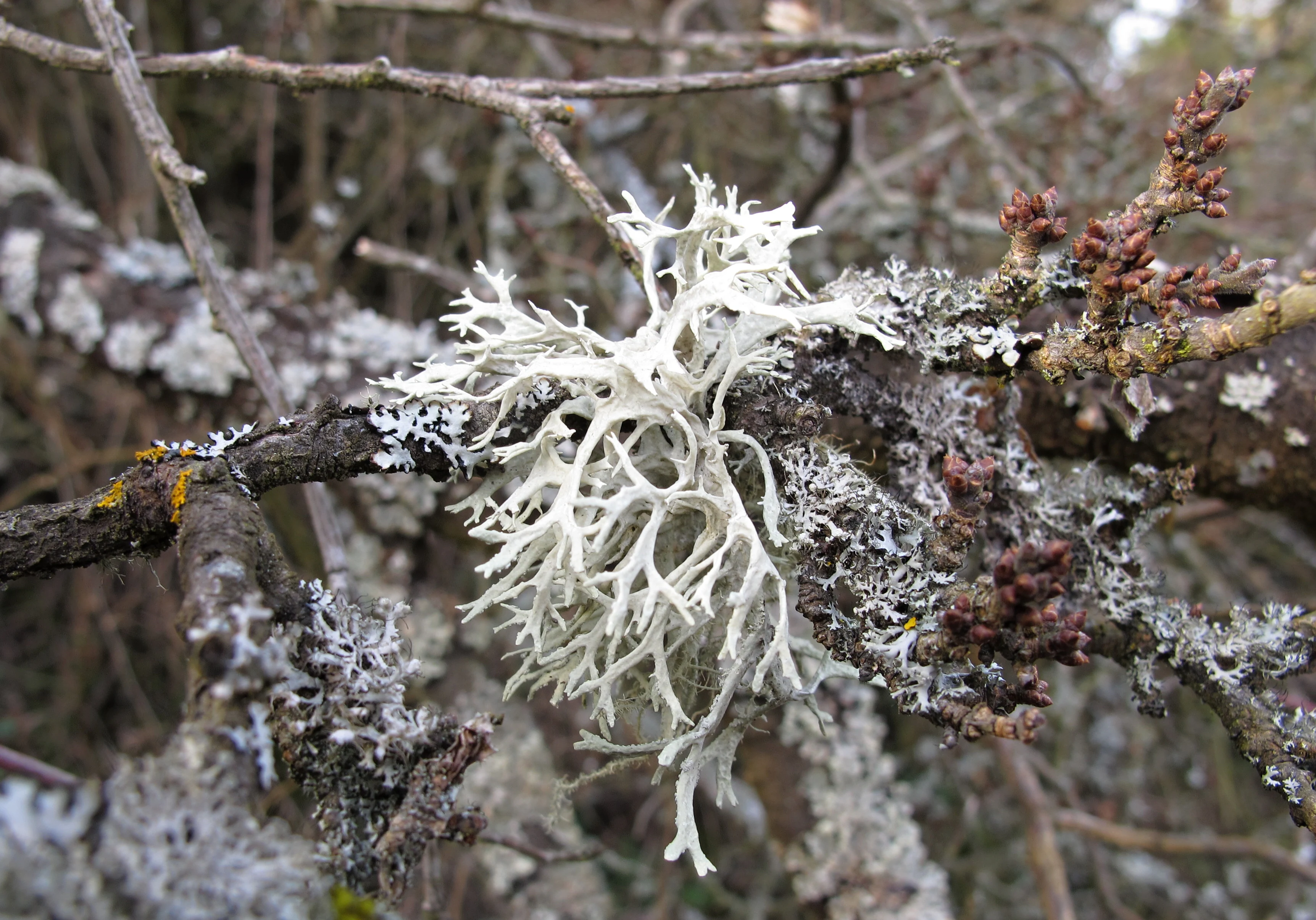 Close-up photograph of white branching lichen growing on dark tree branches, with other grey and brown lichens visible on surrounding twigs