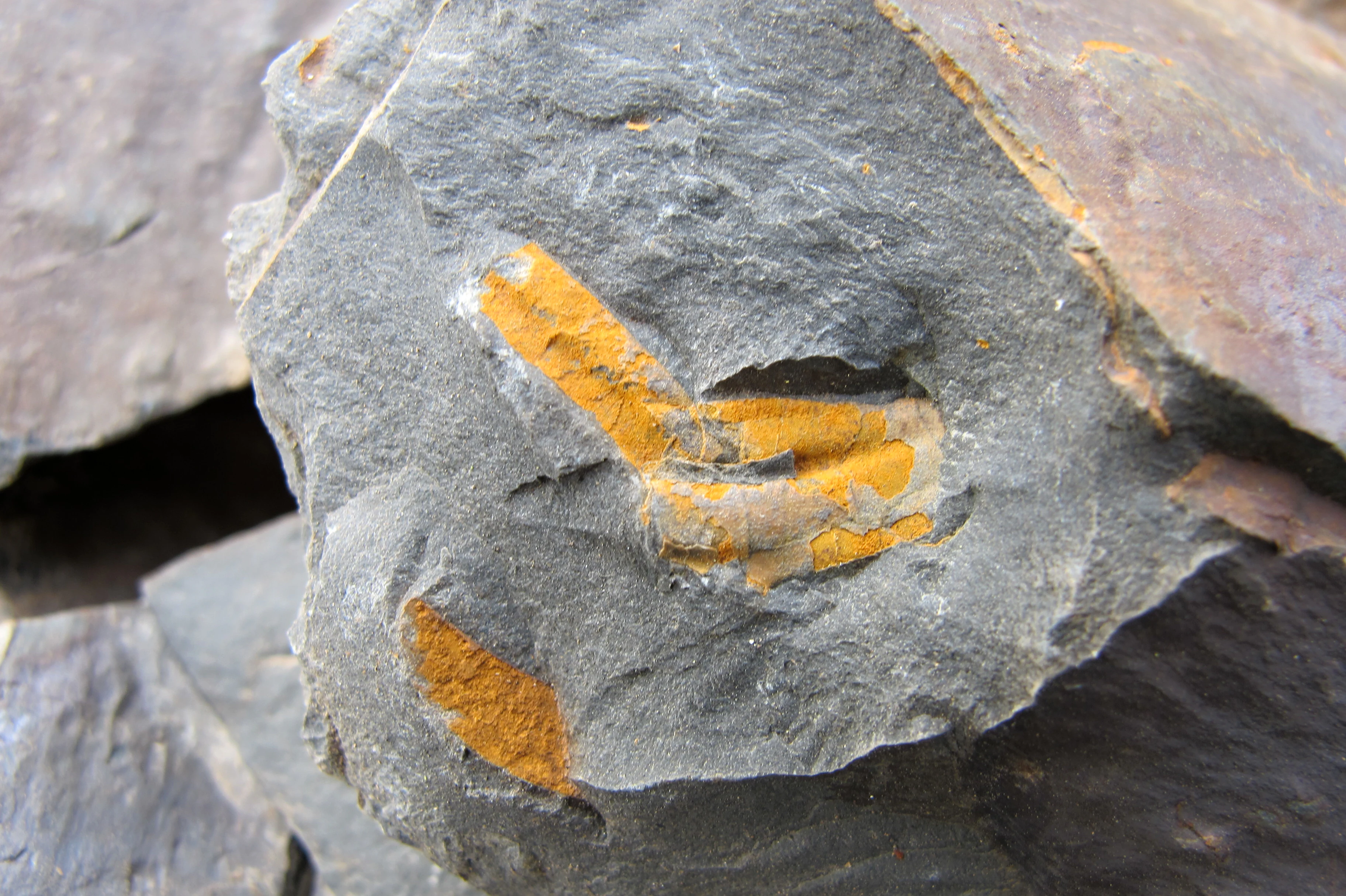 Close-up photograph of a grey rock slab with bright orange and yellow mineral staining on its surface, surrounded by other dark grey rock fragments.