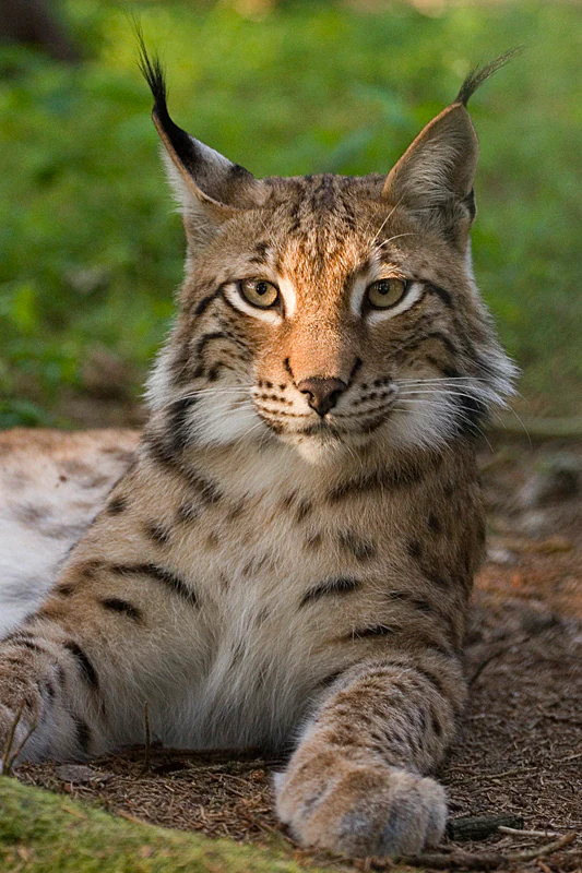 A Eurasian lynx with distinctive ear tufts and spotted fur lying on the ground in a forested area
