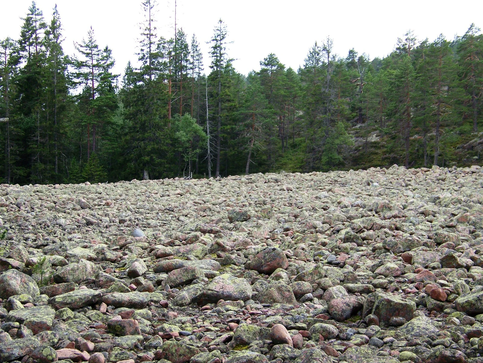 Wide expanse of stone rubble stretching toward a forested backdrop with tall pine trees under an overcast sky