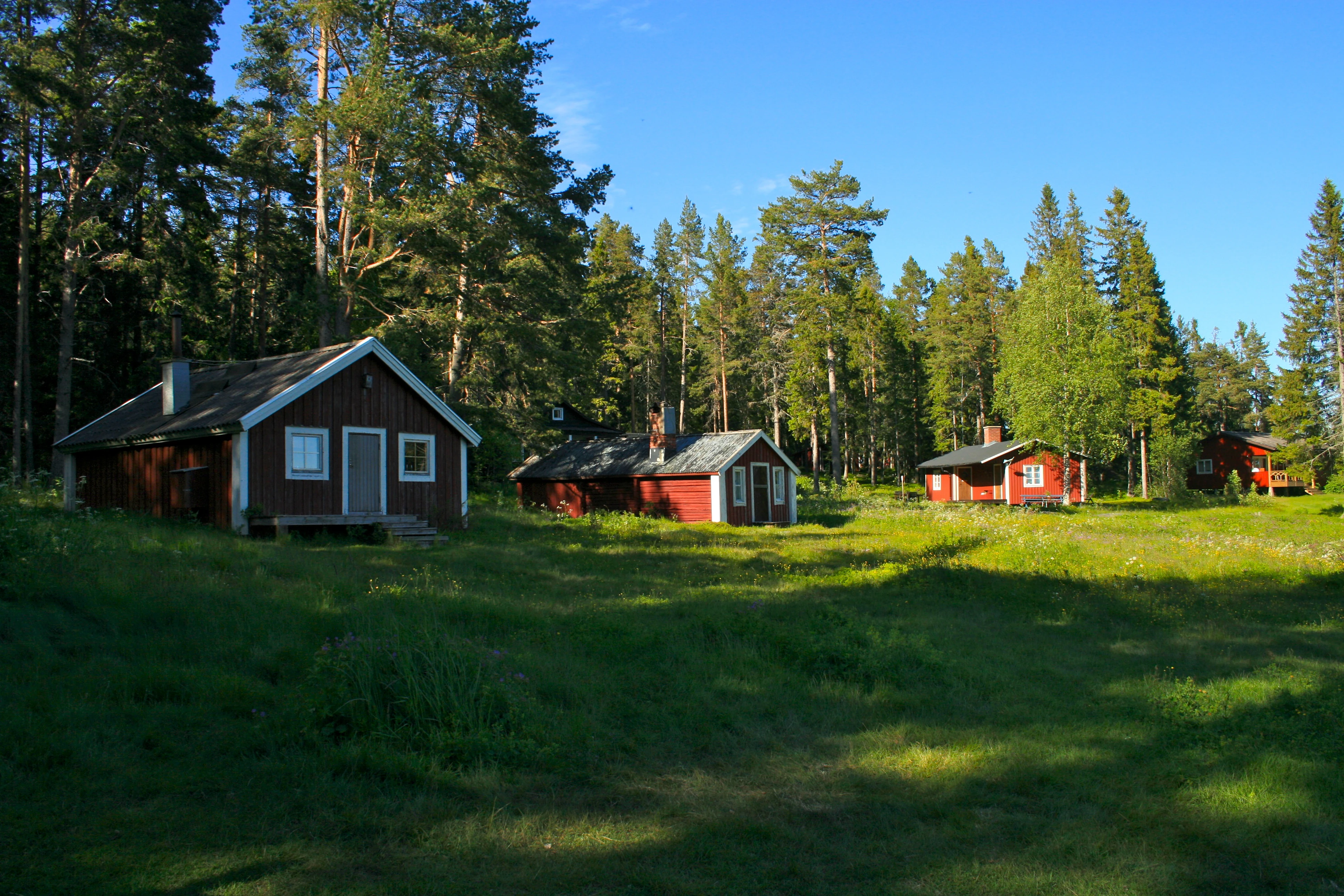 Several red wooden cabins surrounded by green grass and tall pine trees under a clear blue sky