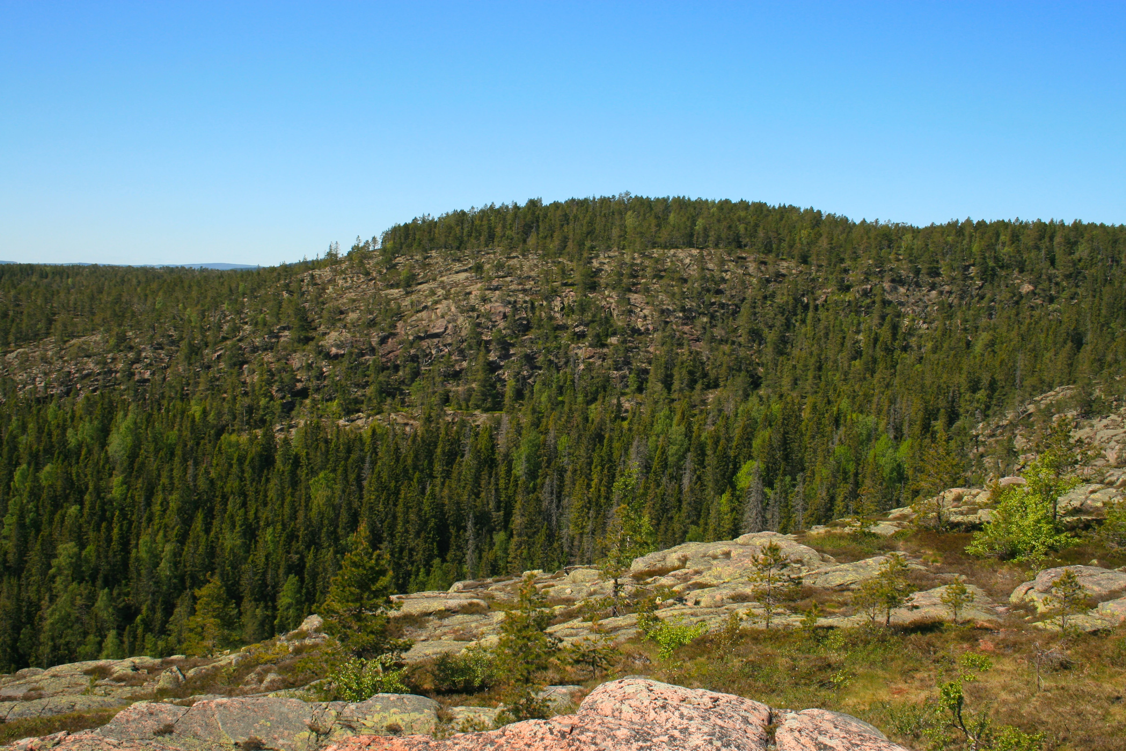 Rocky hillside covered with dense forest and scattered boulders under clear blue sky