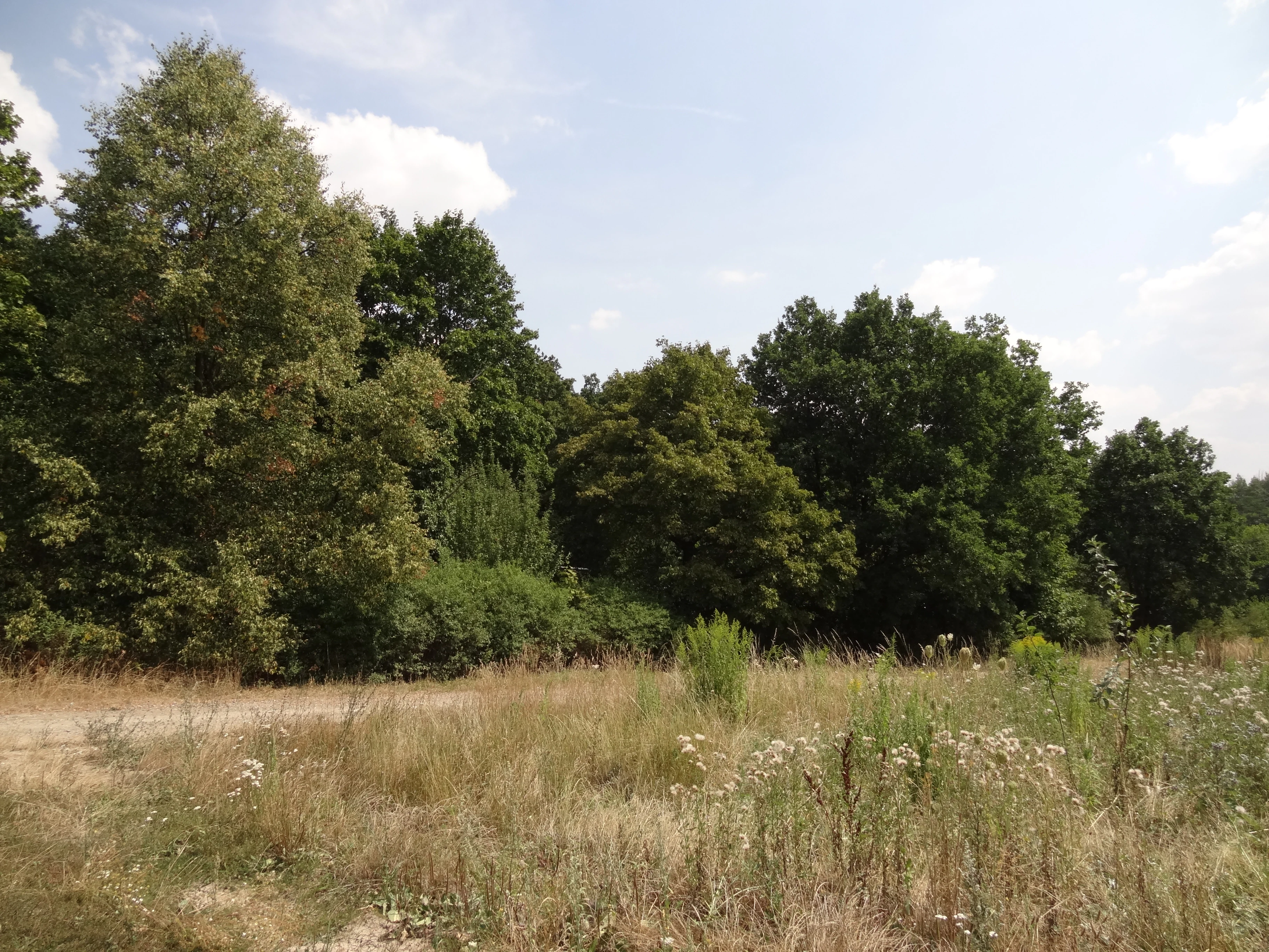A wide shot of a deciduous forest edge bordering a dry grassy meadow under a partly cloudy sky.