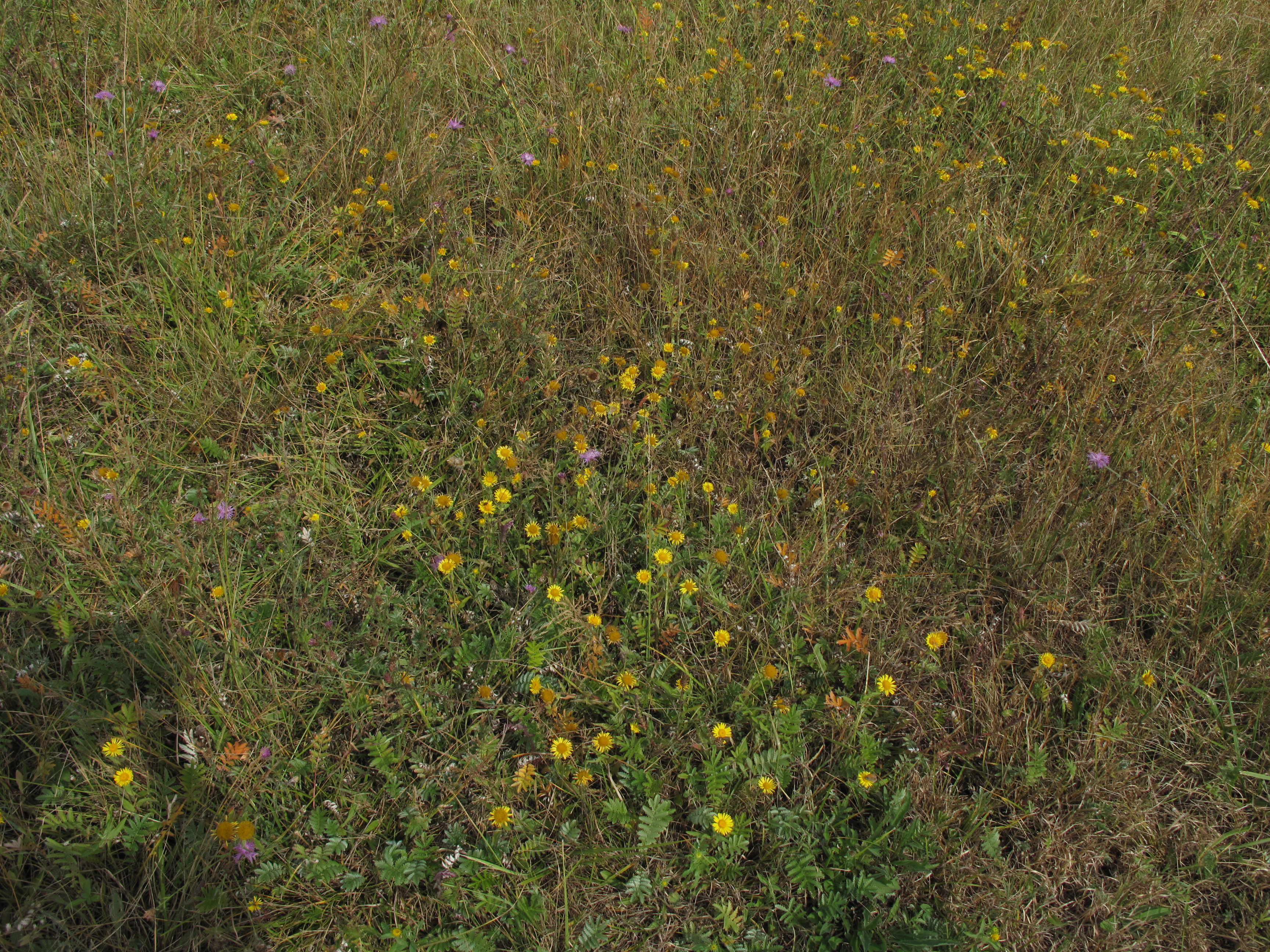 A close-up high-angle view of a patch of dry meadow grass interspersed with small yellow wildflowers.