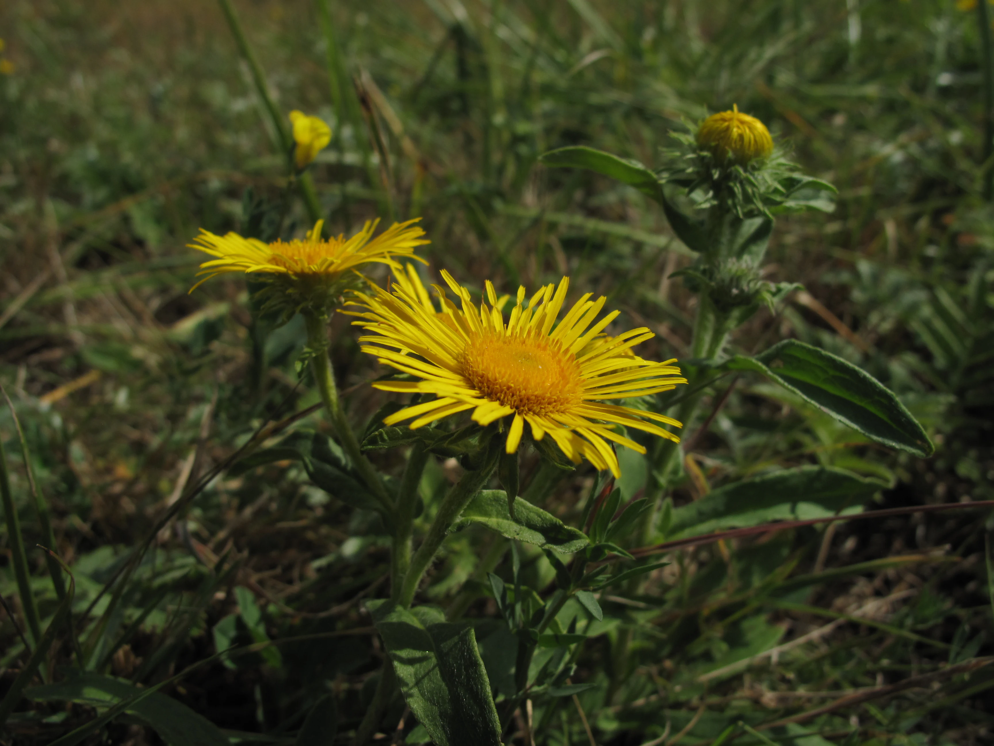 A close-up view of bright yellow daisy-like flowers growing in a grassy field.