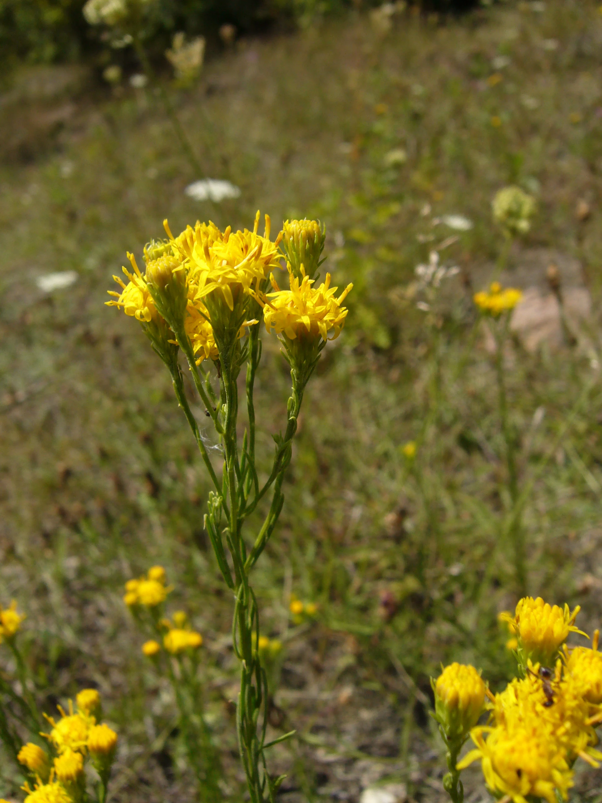 Aster linosyris at Slanisko u Skrle