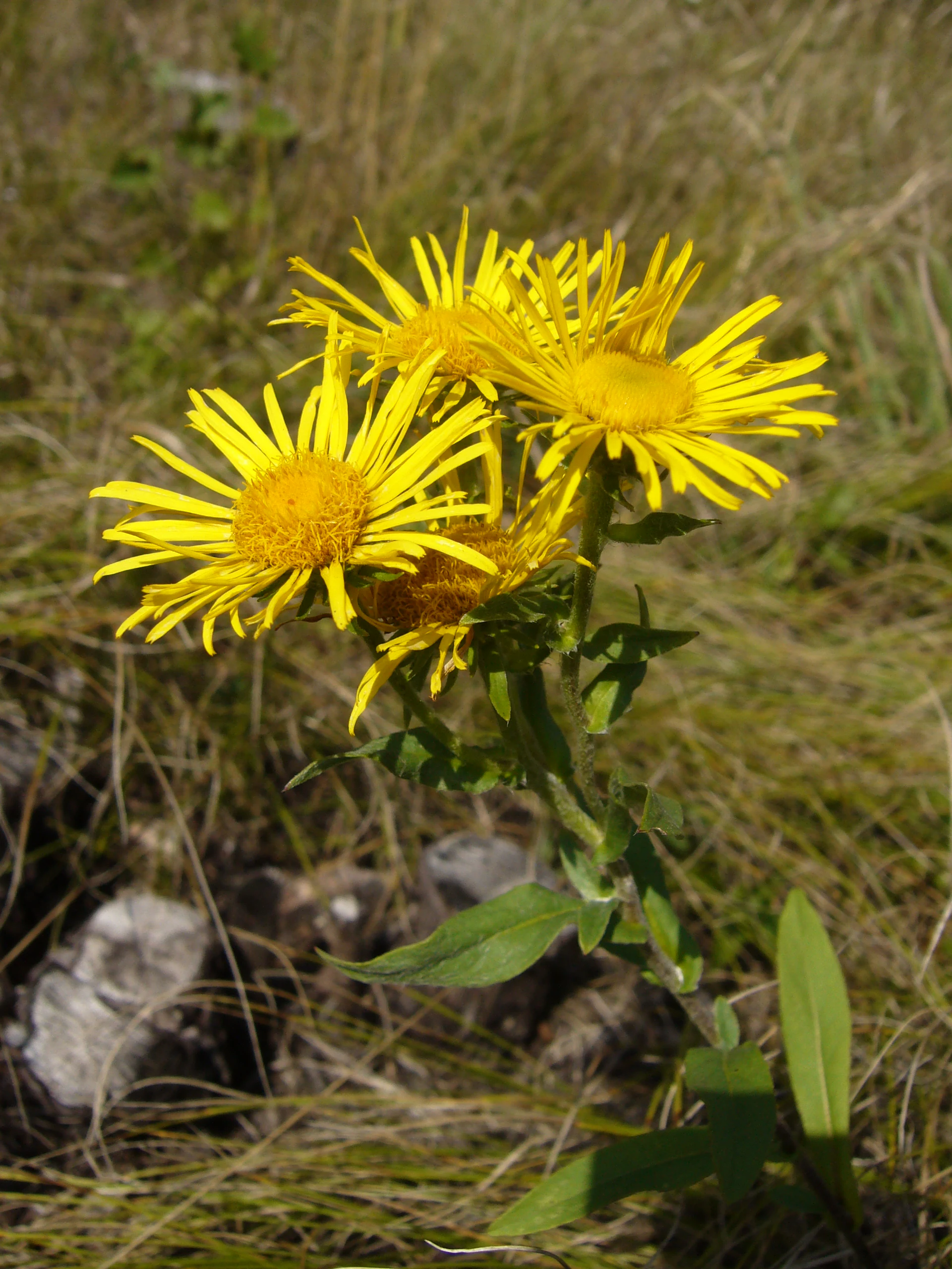British elecampane