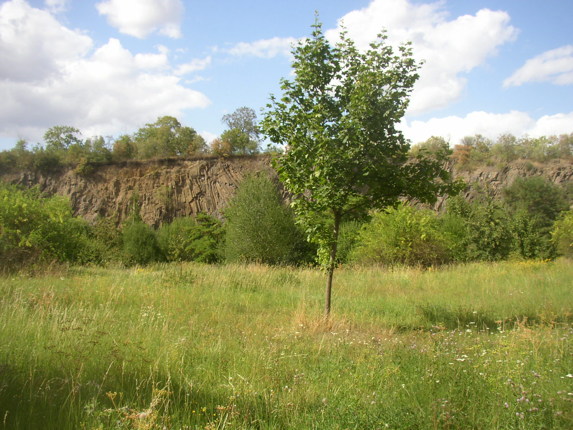 A view of a rugged, exposed basalt rock cliff in the background, with a green grassy meadow and a central deciduous tree in the foreground.