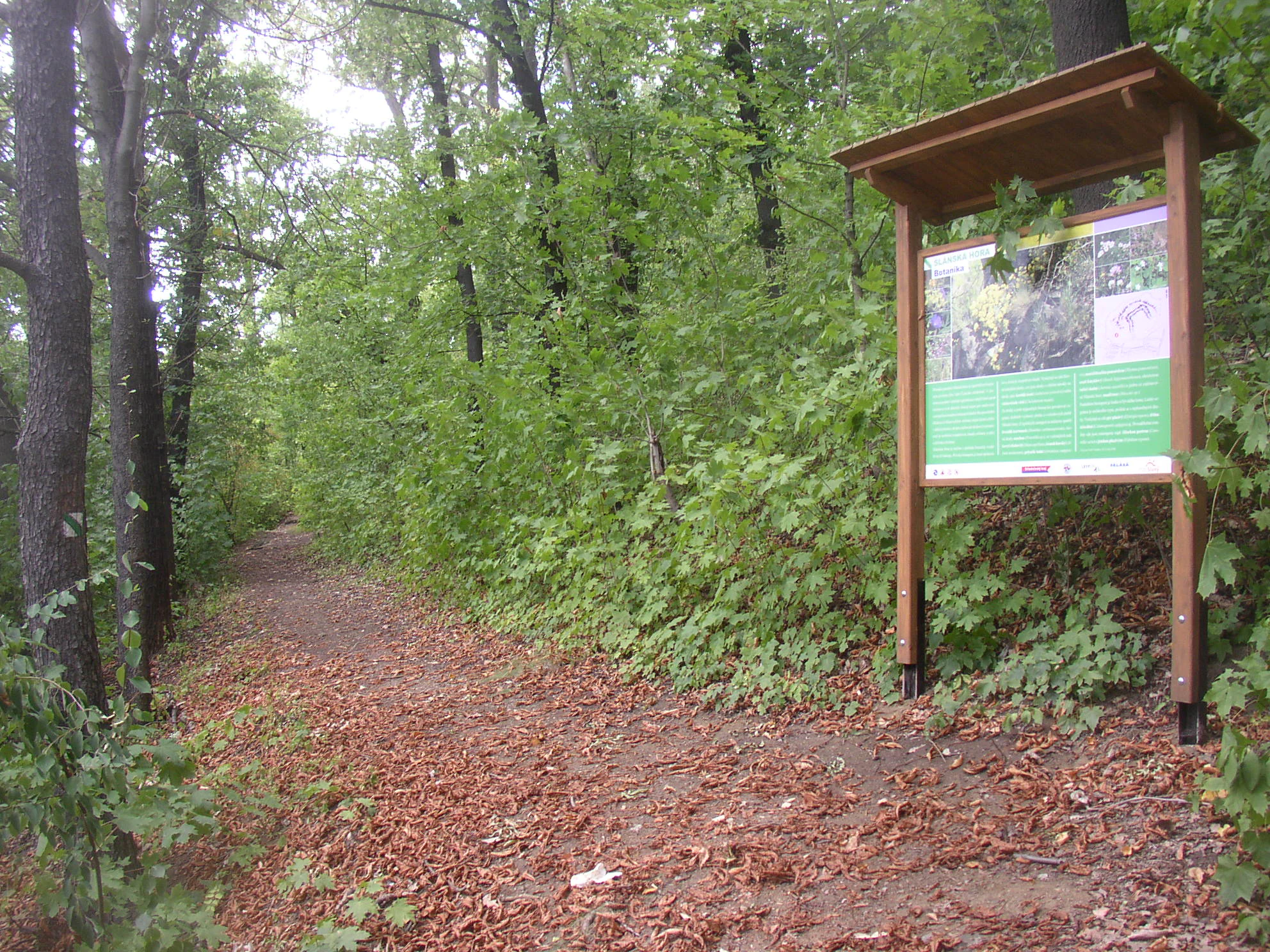 A wooden informational trail sign stands on a dirt path covered with fallen autumn leaves in a dense forest.