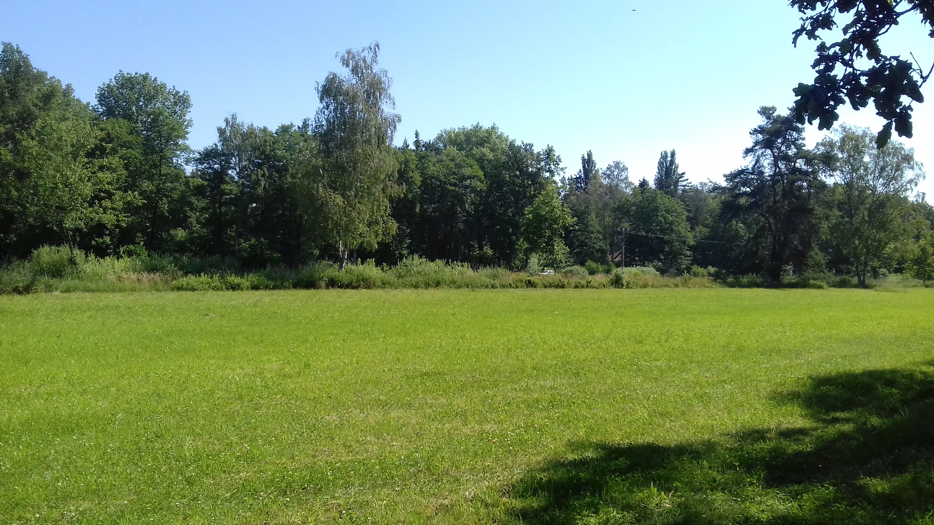 A wide view of a bright green meadow bordered by a line of mature green trees under a clear blue sky.