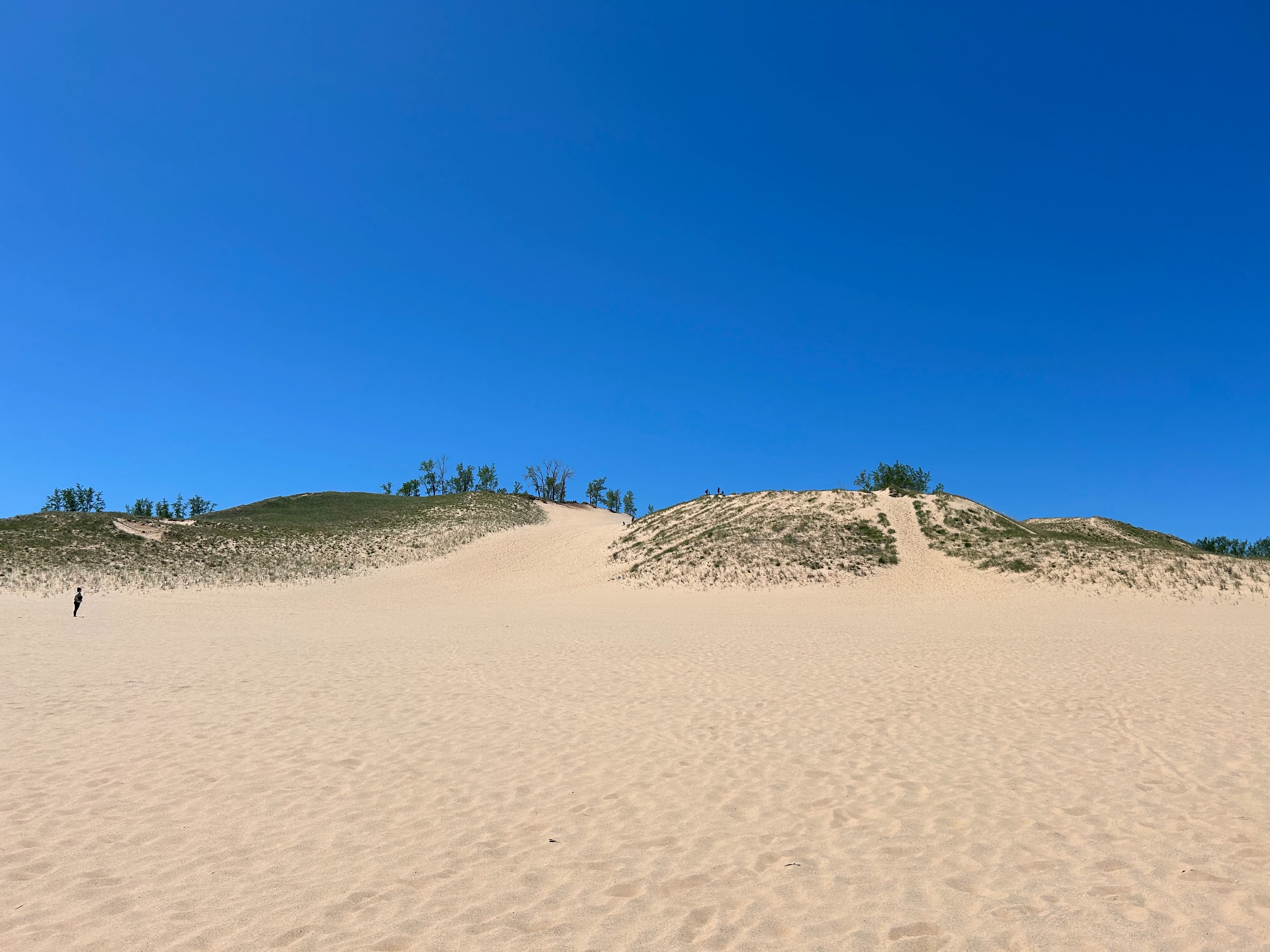 A wide, eye-level photograph of a large sand dune landscape under a cloudless blue sky, with sparse vegetation on the crests of the dunes.