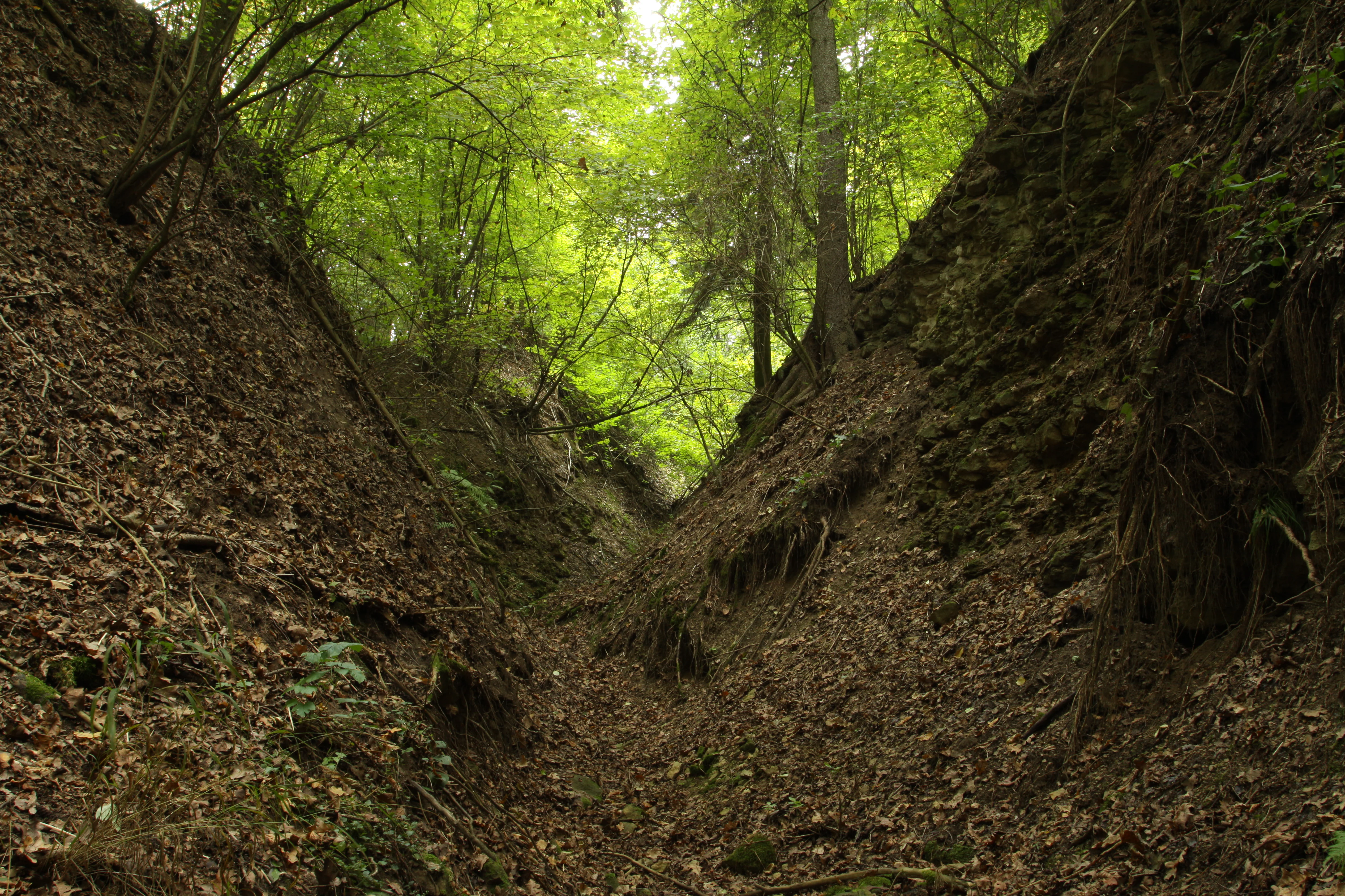 A narrow, deep, earth-walled ravine surrounded by deciduous trees with autumn leaves covering the forest floor.