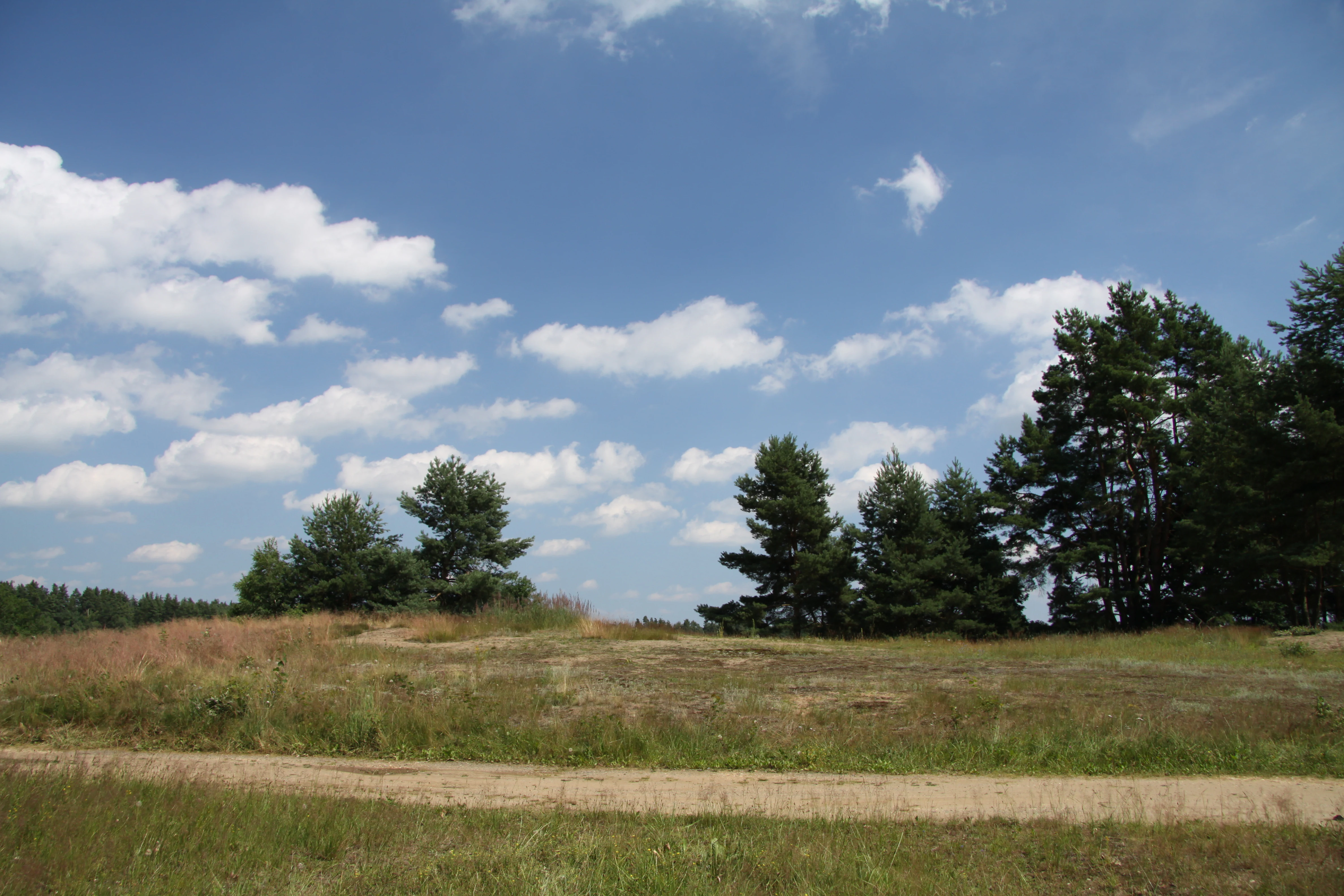 A wide, grassy landscape with small sandy patches, scattered pine trees, and a dirt path in the foreground under a blue sky with scattered clouds.