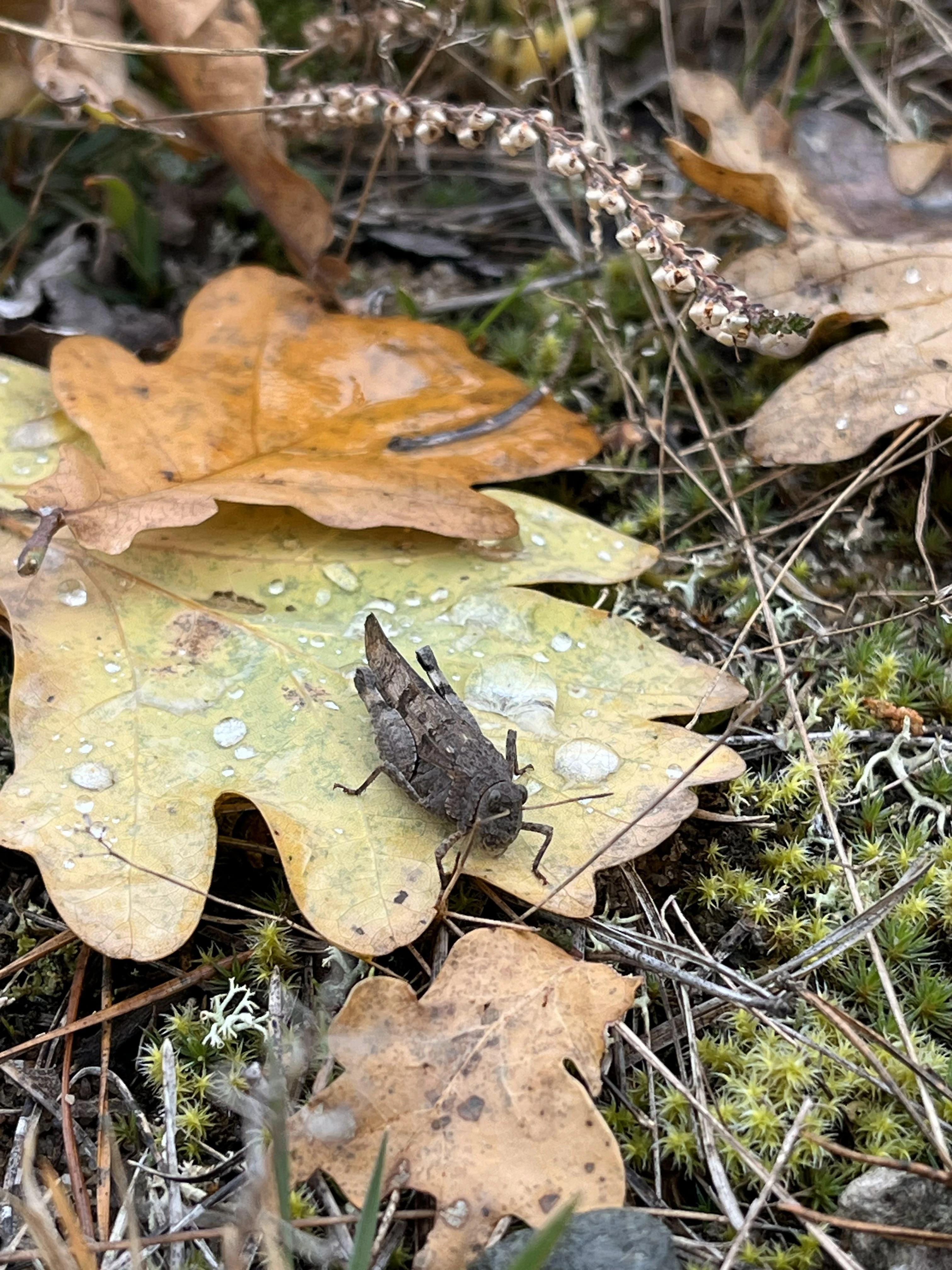 A brown grasshopper resting on a fallen, dew-spotted oak leaf among moss and dry forest debris.