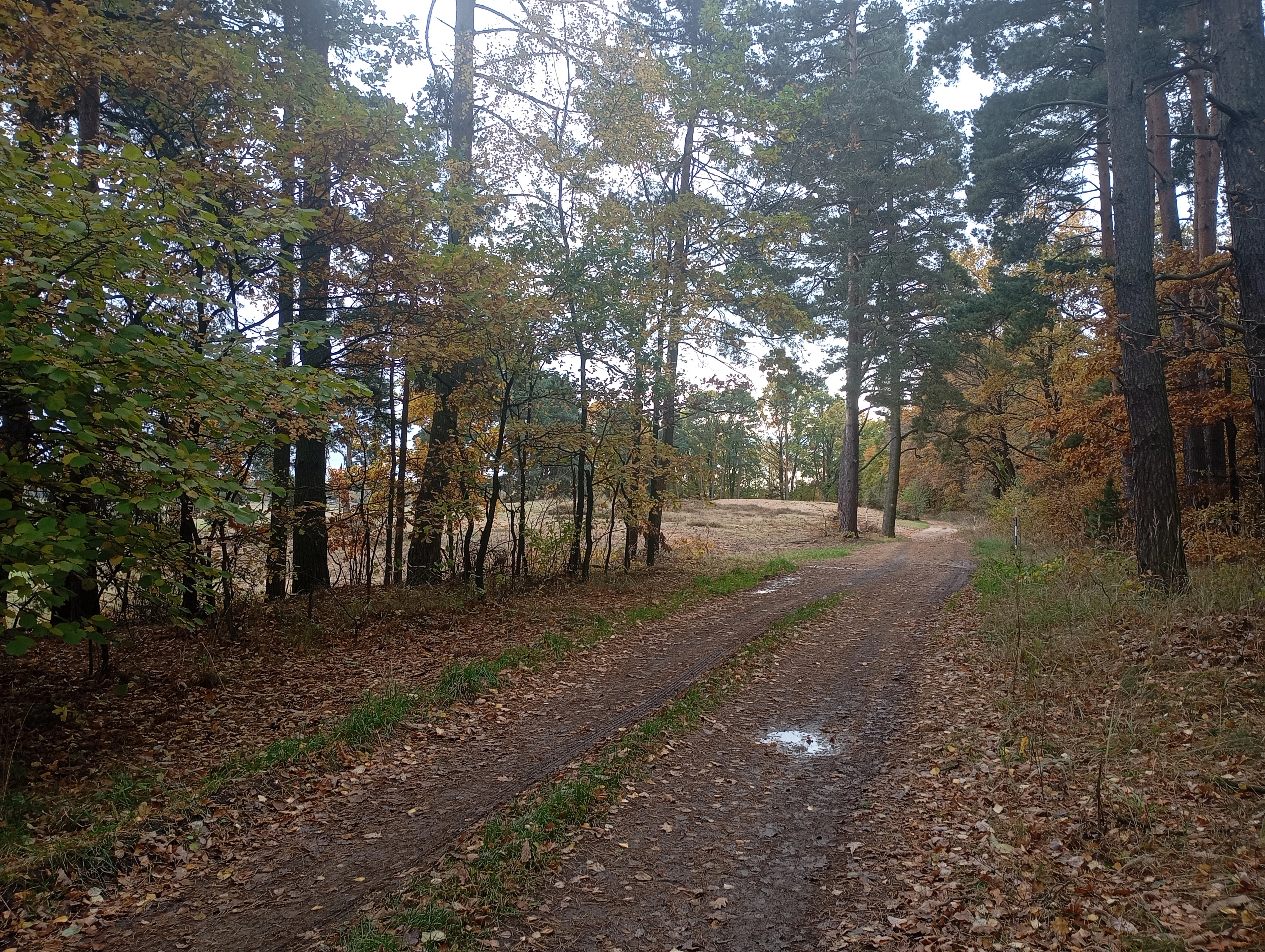 A dirt trail winds through a forest with autumn foliage and pine trees, leading toward a sandy clearing.