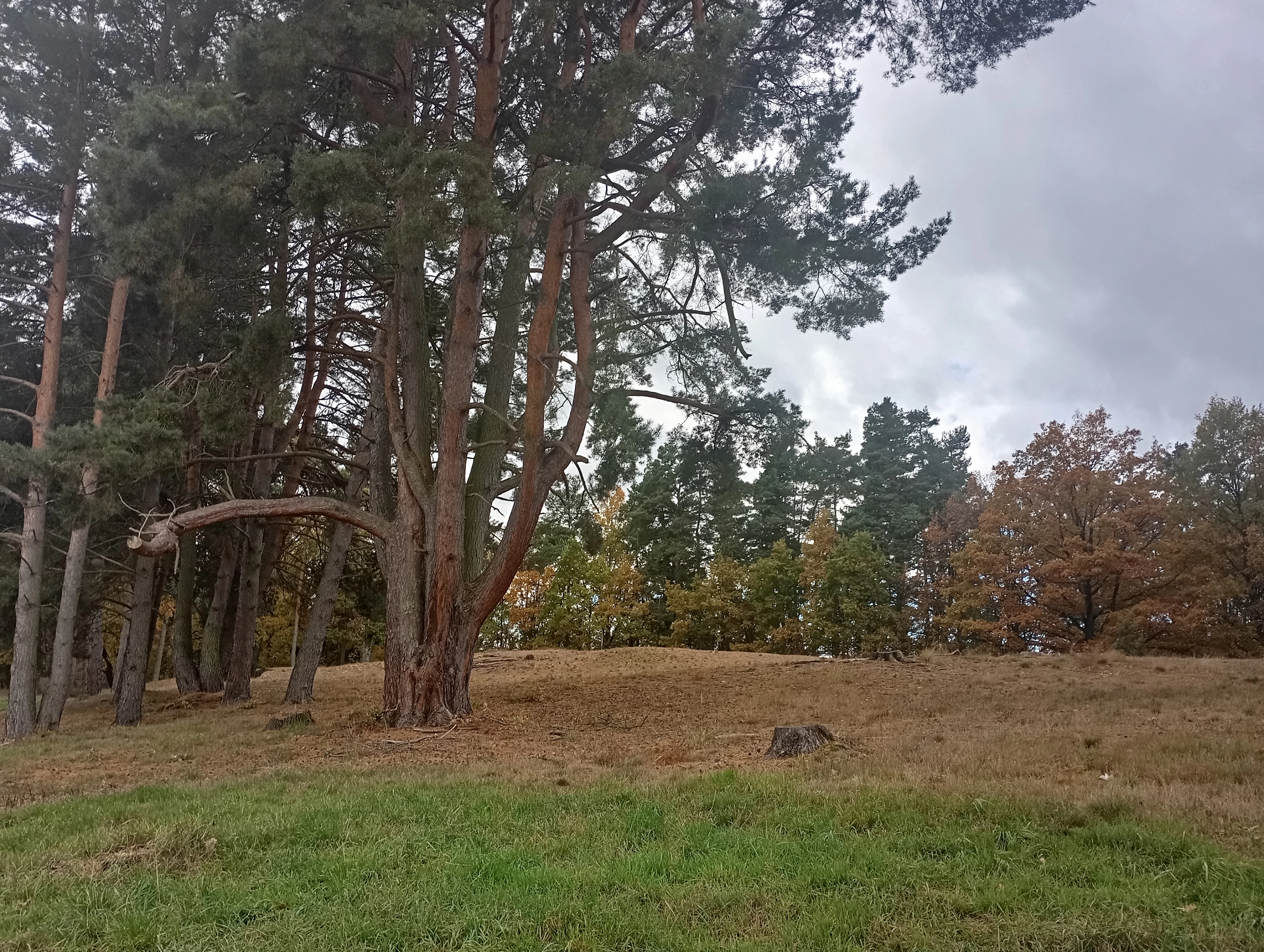 A slightly elevated sandy knoll with scattered dry grass and tall pine trees under an overcast sky.