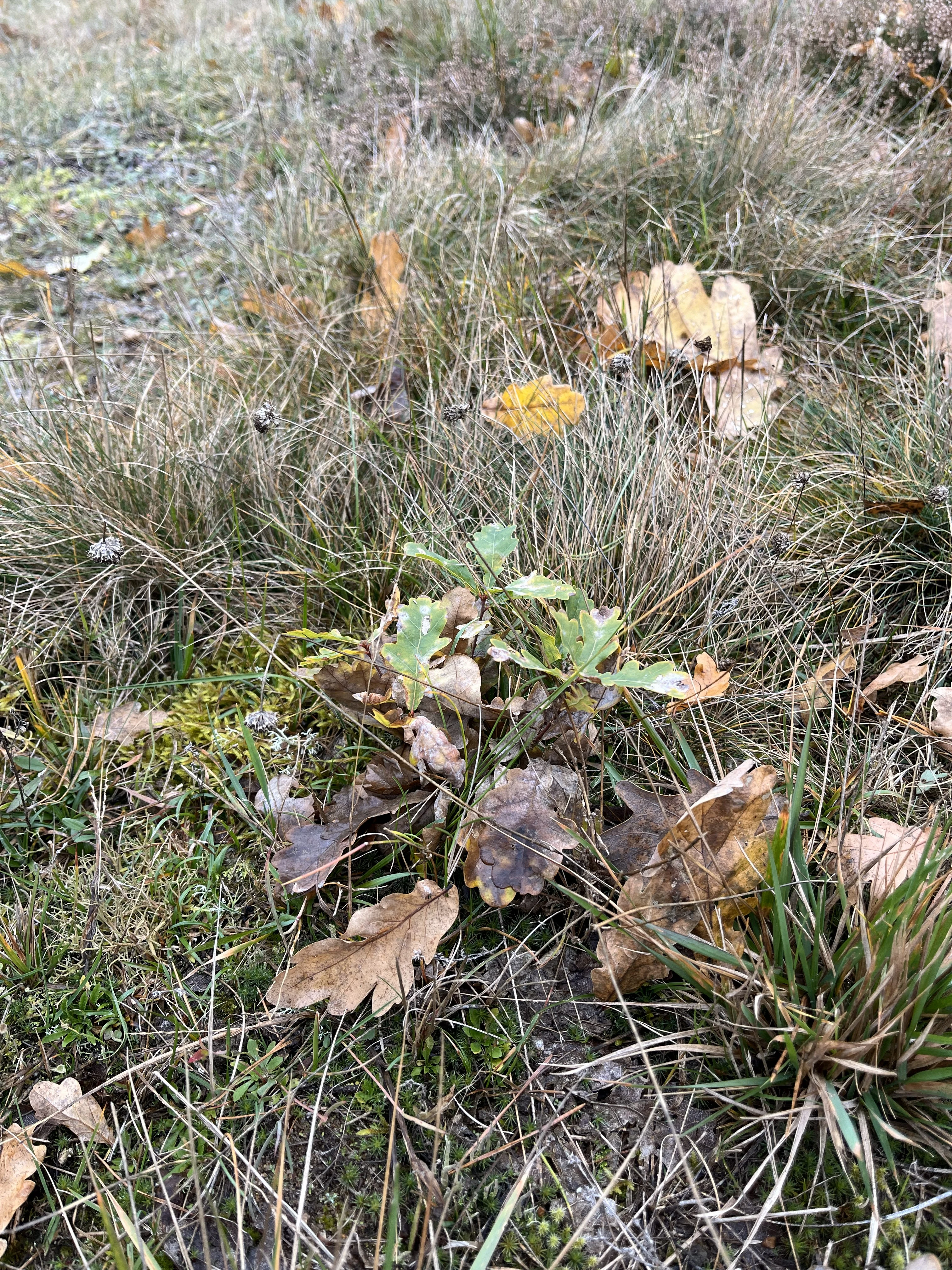 A close-up, top-down view of a small young oak tree seedling with green leaves, surrounded by dry grasses and fallen brown oak leaves on sandy ground.