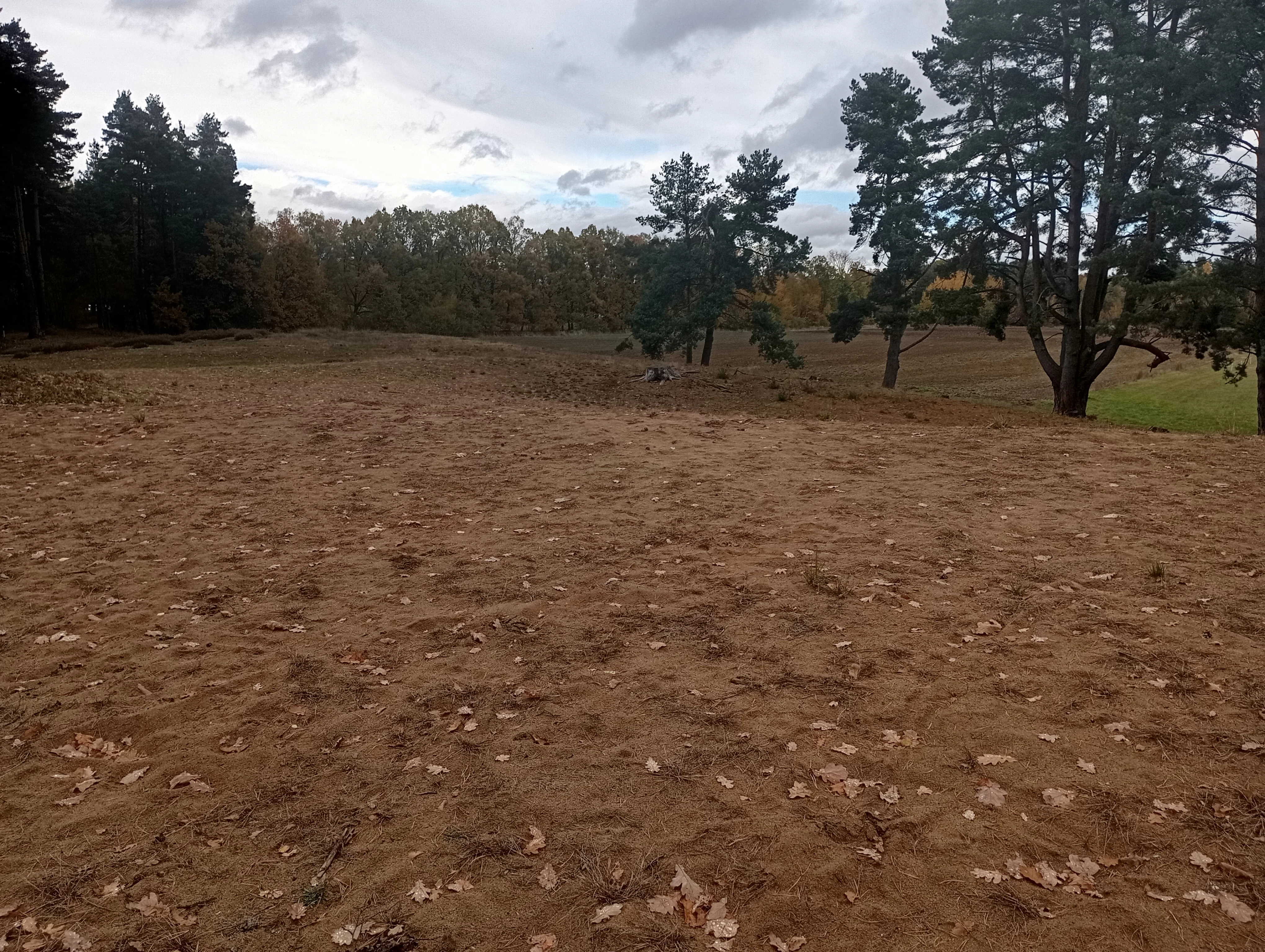 A wide view of a sandy, sparsely vegetated dune area bordered by pine trees under a cloudy sky.