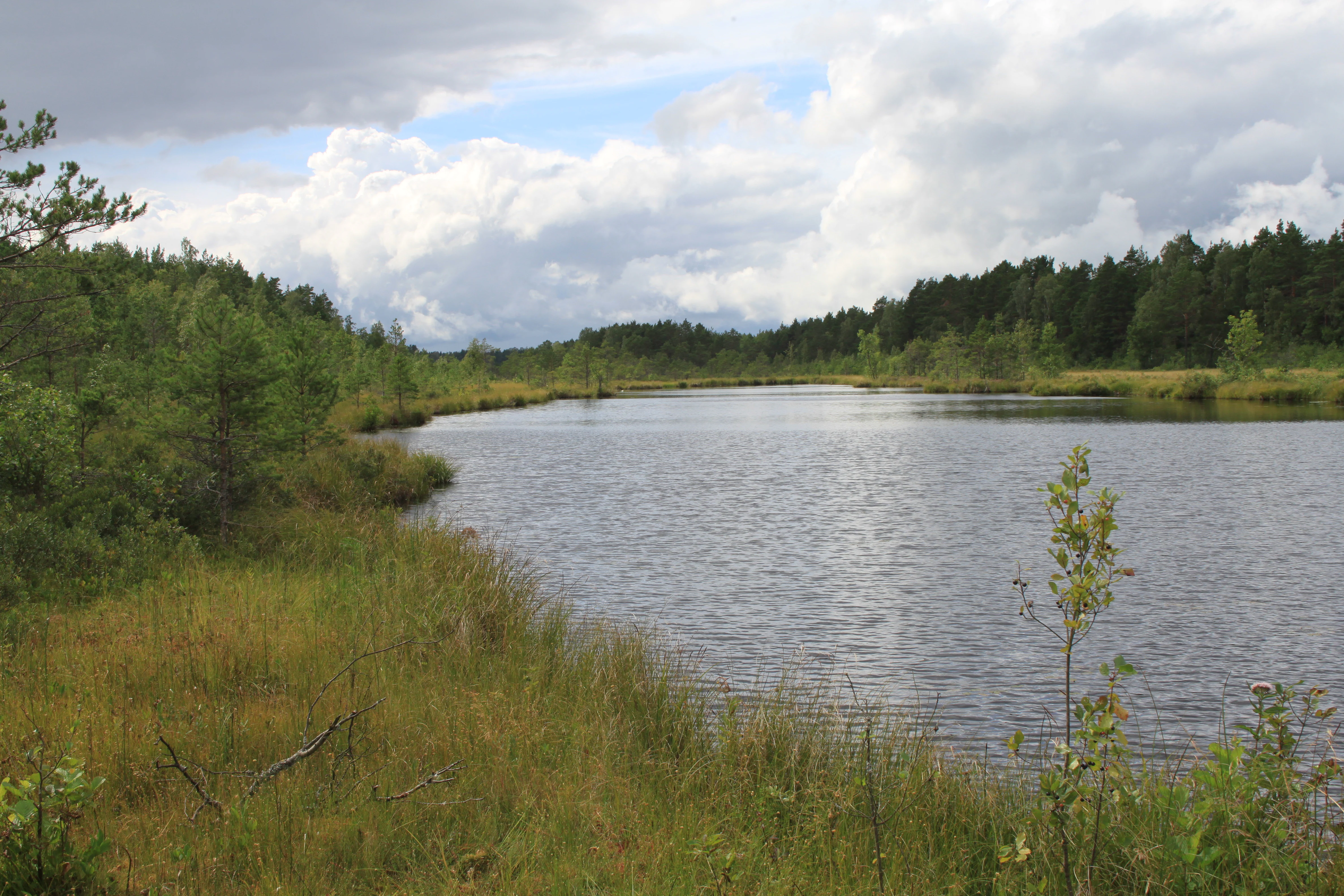 A calm lake surrounded by grassy shore and forested areas under a partly cloudy sky