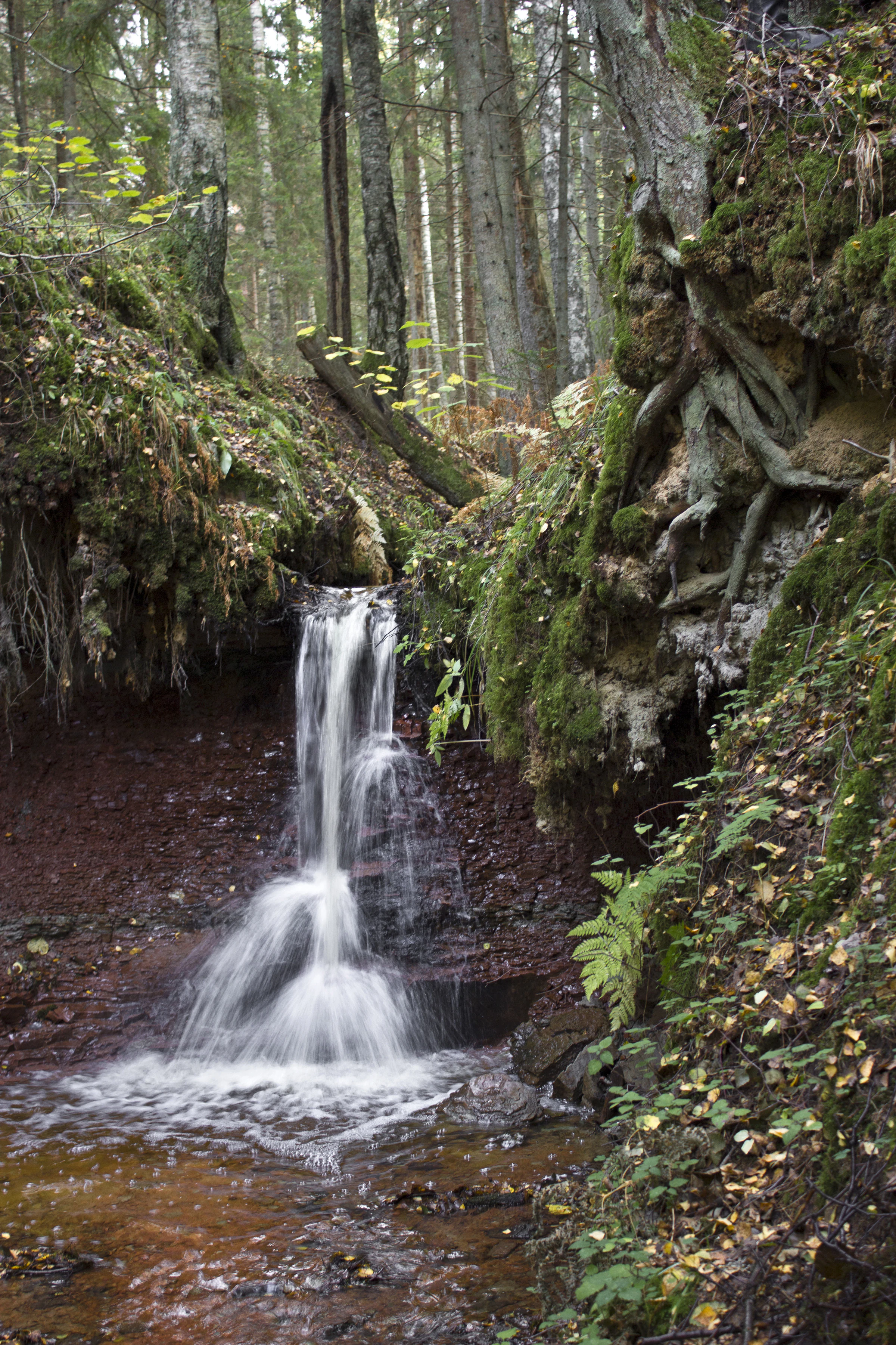 Small waterfall flowing through forested area with moss-covered rocks and fallen leaves
