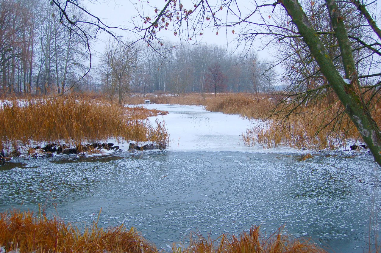 Frozen river with ice patches, tall brown reeds, and leafless trees under overcast sky